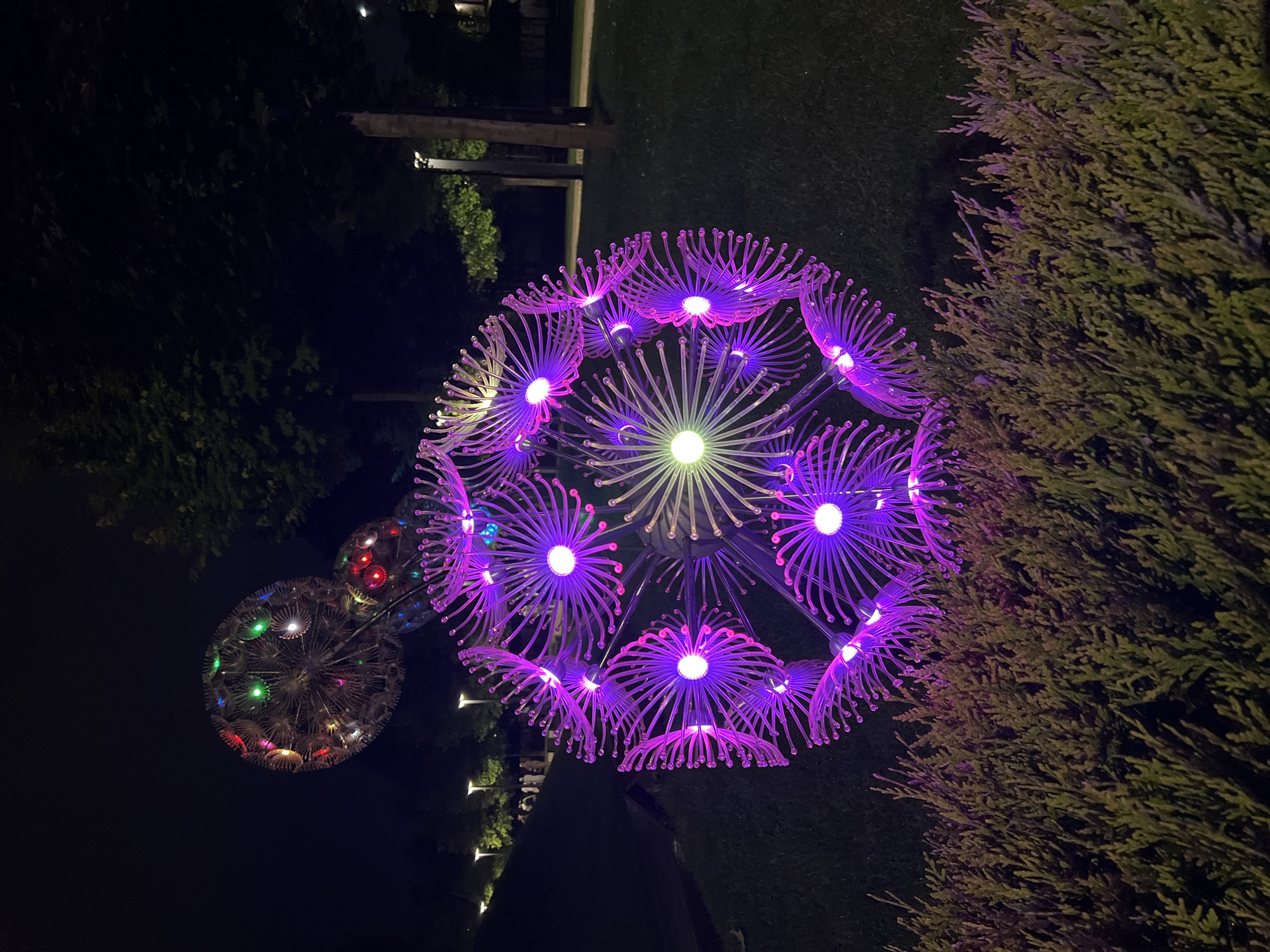 A nighttime, eye-level outdoor shot shows a large, spherical art installation resembling a dandelion seed head, illuminated by purple and green lights. The installation is covered in many thin, radiating strands, each tipped with a small light. Behind the large sphere, two smaller, similar installations are visible, one illuminated with colorful lights (red, green, blue, white) and the other with purple and green lights. The spheres are situated on a grassy slope in a park-like setting, with dense green bushes in the foreground. In the background, trees are silhouetted against the dark night sky, and several lampposts line a pathway further up the slope where a few people are walking. The scene is likely in the Park of Memory in Krasnodar, Russia, given the distinctive dandelion-shaped light installations often featured there.