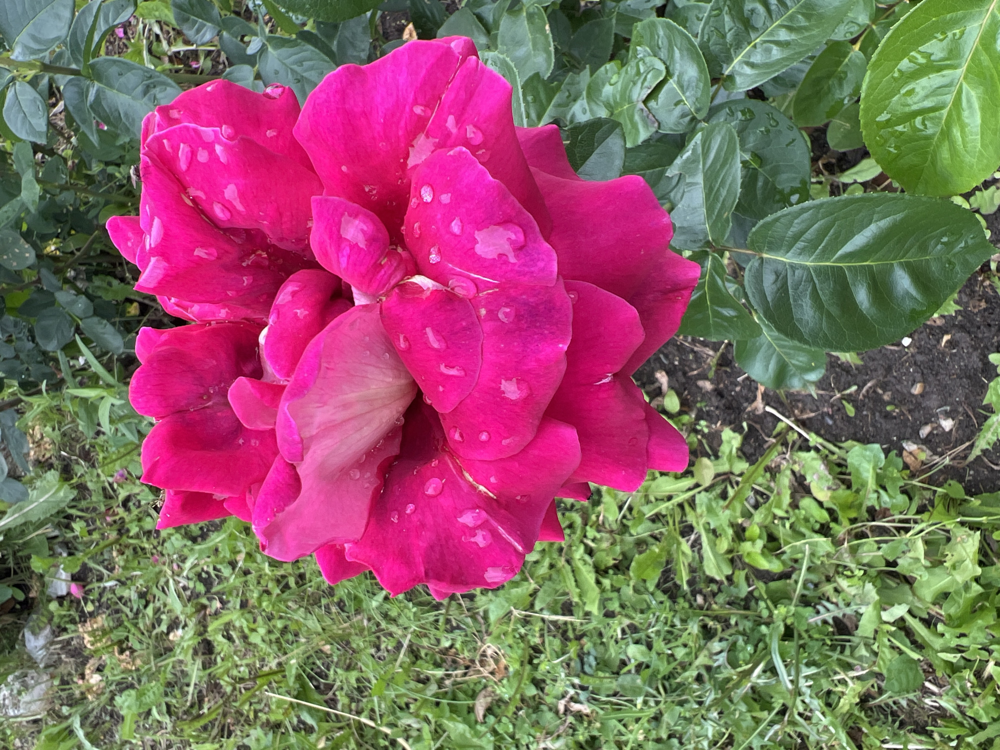 This media file presents a close-up, high-angle view of a vibrant magenta or deep pink rose in full bloom, situated in an outdoor garden setting in Medkovets, Bulgaria. The rose dominates the left and center of the frame, showcasing numerous petals covered with glistening water droplets, suggesting recent rainfall or morning dew.
The petals exhibit a rich, saturated hue, with some lighter pink tones visible towards the center and on the undersides of some petals. The water droplets reflect light, adding a fresh and sparkling quality to the flower.
Surrounding the rose are various shades of green foliage. To the top and upper right, dark green leaves of what appears to be the rose bush itself are visible, also bearing small water droplets. The lower and right portions of the image show lighter green ground cover, possibly weeds or wild grasses, growing in dark soil. The ground appears somewhat unkempt, adding to a natural, rustic garden aesthetic.
No human activity is depicted; the scene captures the natural beauty of the rose and its environment. The presence of water droplets implies either a recent rain shower or the early morning dew. No visible text is present in the image.