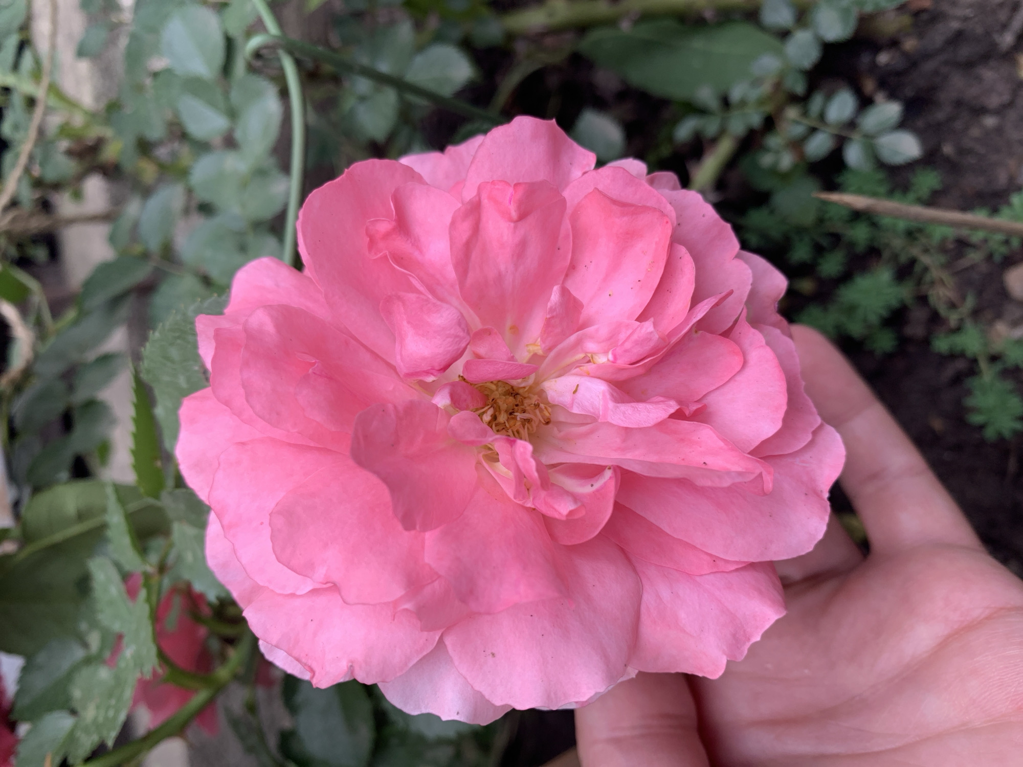 A pink rose is held in a human hand. The flower is fully open, revealing its layers of petals and a light brown center. The backdrop includes green foliage and glimpses of soil. The exact location is Unknown, Unknown, as no identifying landmarks are visible in the image.