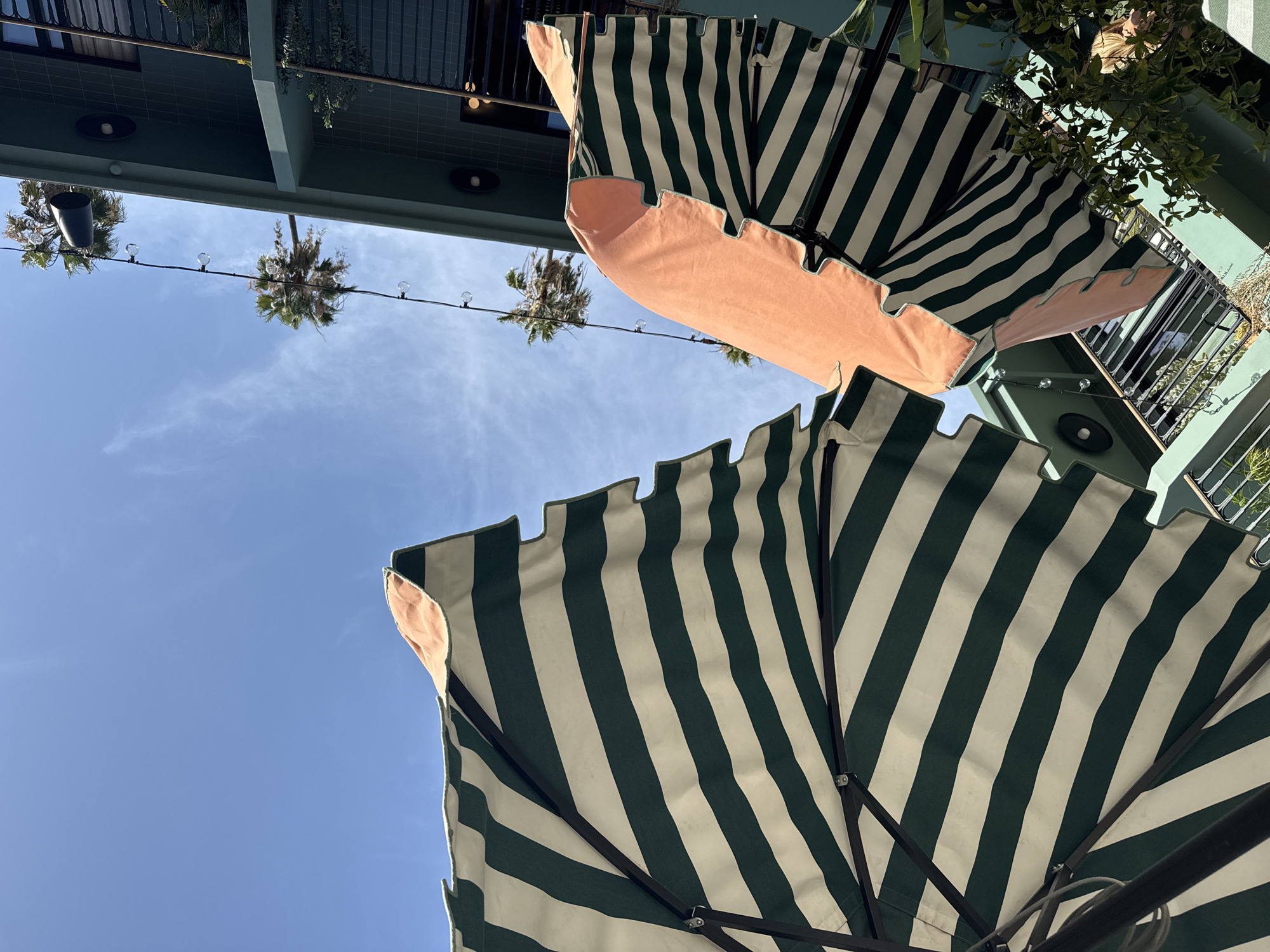 An upward-facing photograph captures a bright, sunny outdoor scene in West Hollywood, United States of America, emphasizing architectural elements, greenery, and large sun umbrellas.
Dominating the lower and central foreground are two large, open patio umbrellas, viewed from underneath. These umbrellas feature a distinctive pattern of alternating dark green and off-white/cream stripes. Their edges are decoratively scalloped, with the underside of these scallops rendered in a soft, pale peach hue. The metal frames and spokes supporting the umbrellas are visible against the sky.
Above the umbrellas, a clear, bright blue sky fills a significant portion of the frame, with only a few faint, wispy white clouds adding texture. String lights with clear, round bulbs are strung across the upper-left quadrant of the sky. Several palm trees are visible in the background, their fronds silhouetted against the bright sky, reinforcing the warm, sunny climate.
Architectural details of a building are present in the background. A dark teal or deep green structure runs horizontally across the top, possibly an overhang or balcony. On the right side, a metal balcony railing, partially obscured by green foliage, is visible. The overall setting suggests an inviting outdoor patio, café, or resort area. There is no visible text or identifiable human activity. The time of day is clearly bright daylight, indicating sunny weather.