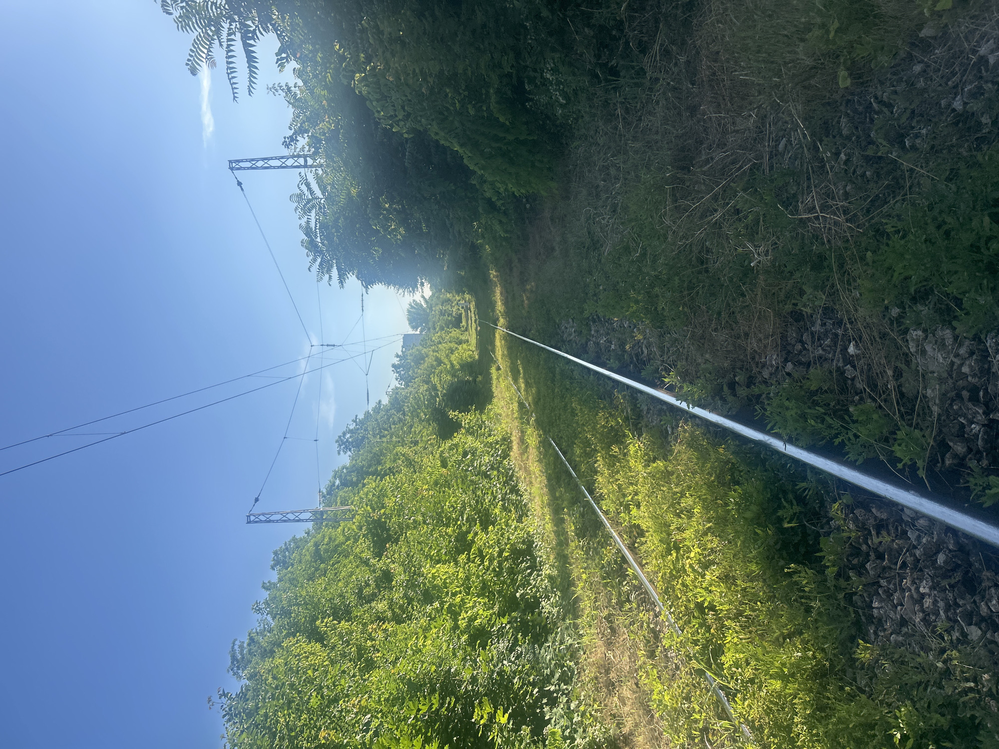 An eye-level, wide-angle shot captures a section of railway tracks overgrown with lush green grass and weeds, suggesting disuse or minimal traffic. The tracks, made of polished metal, run lengthwise through the center of the frame, disappearing into the distance. Flanking the tracks on either side are dense rows of vibrant green trees and foliage, their leaves illuminated by bright sunlight, creating a tunnel-like effect. Overhead, a clear blue sky stretches across the upper portion of the image, with the faint outlines of overhead power lines and two metal support towers visible. The scene appears to be situated in a somewhat rural or semi-urban area on the outskirts of Ruse, Bulgaria, possibly along a disused industrial line or a scenic route bordered by natural vegetation. The lighting suggests a sunny day, likely late morning or early afternoon. No people or animals are visible in the image.