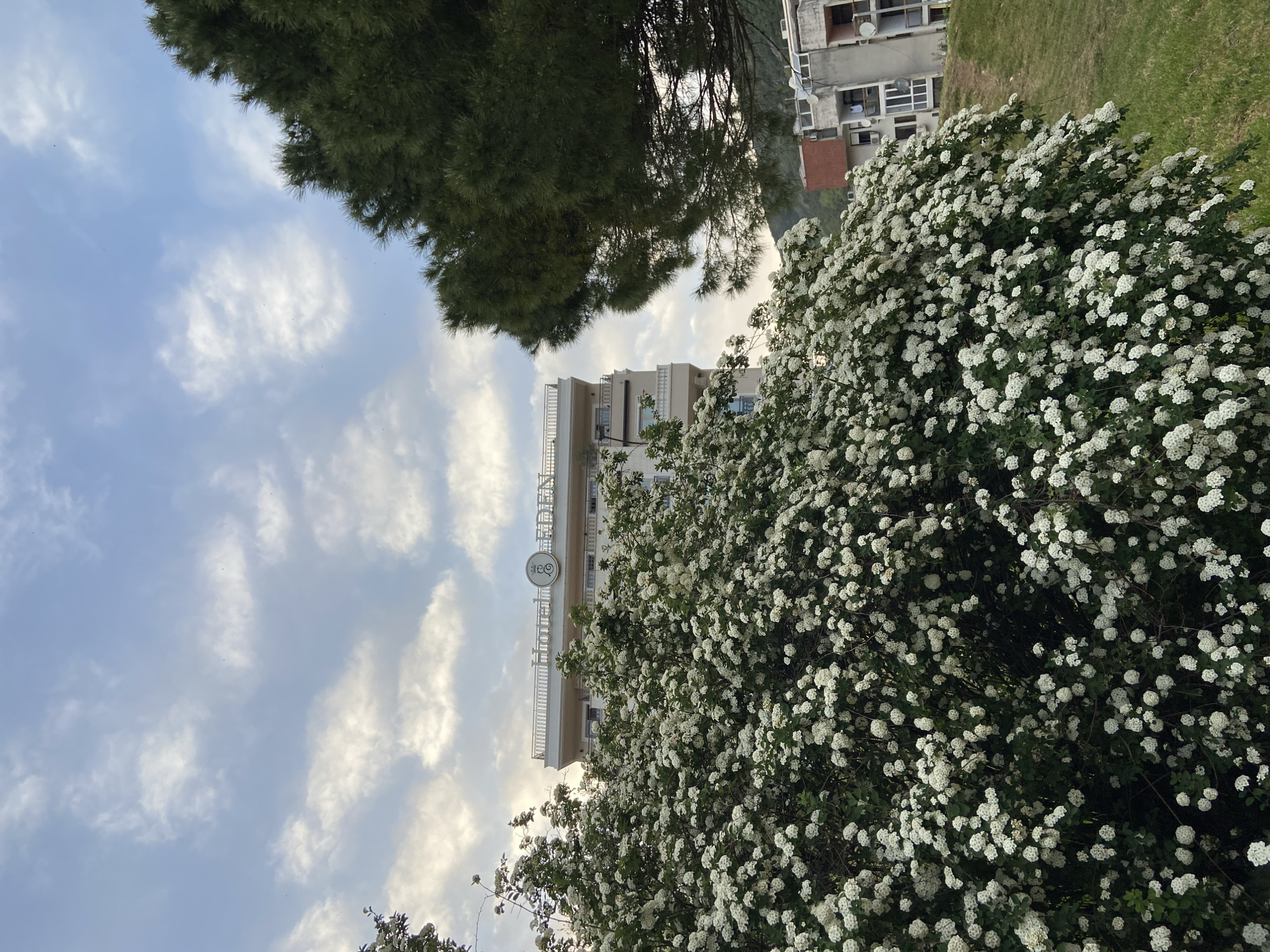 The image shows a view looking up at a building in Budva, Montenegro, partially obscured by trees. The building has a sign that reads "EDEN." In the foreground, a large bush is covered in white flowers. Above, the sky is filled with white clouds. A dark green tree is visible in the upper left corner of the image. Part of another building is seen in the upper right corner.