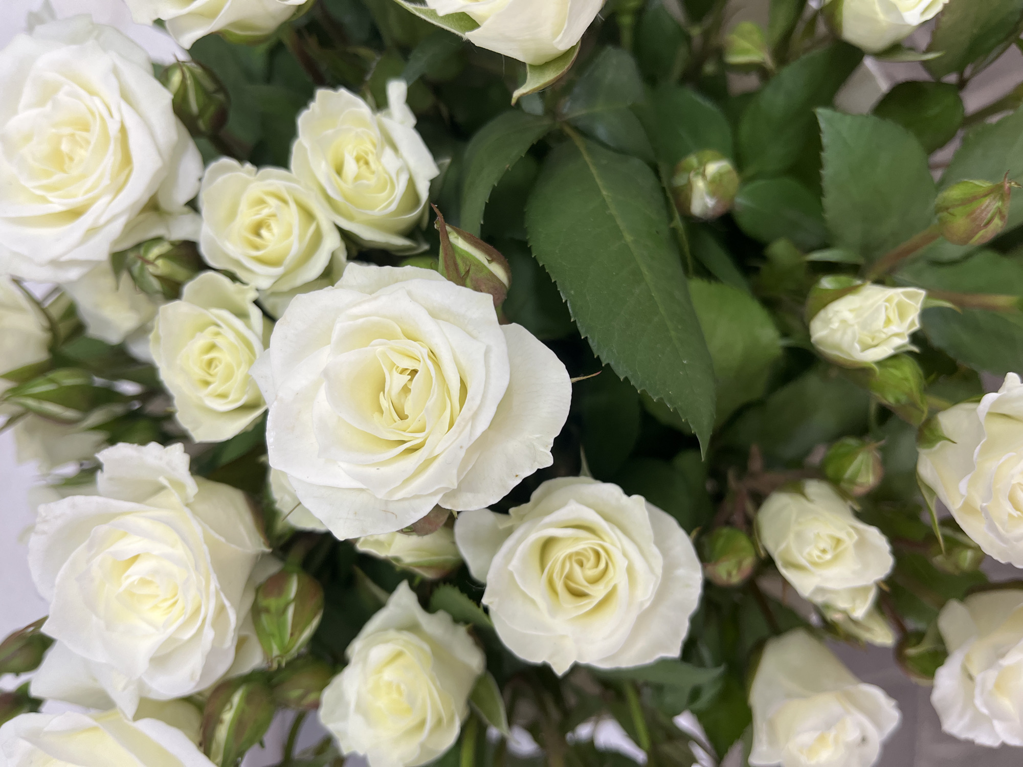 A close-up, overhead shot displays a bouquet of white roses with hints of yellow in their centers. The roses are in various stages of bloom, with some fully open and others still in bud. Dark green leaves and stems fill the spaces between the flowers, creating a lush, textured background. The lighting is soft and natural, highlighting the delicate petals and forming gentle shadows. The composition emphasizes the beauty and detail of each individual rose and the overall arrangement.