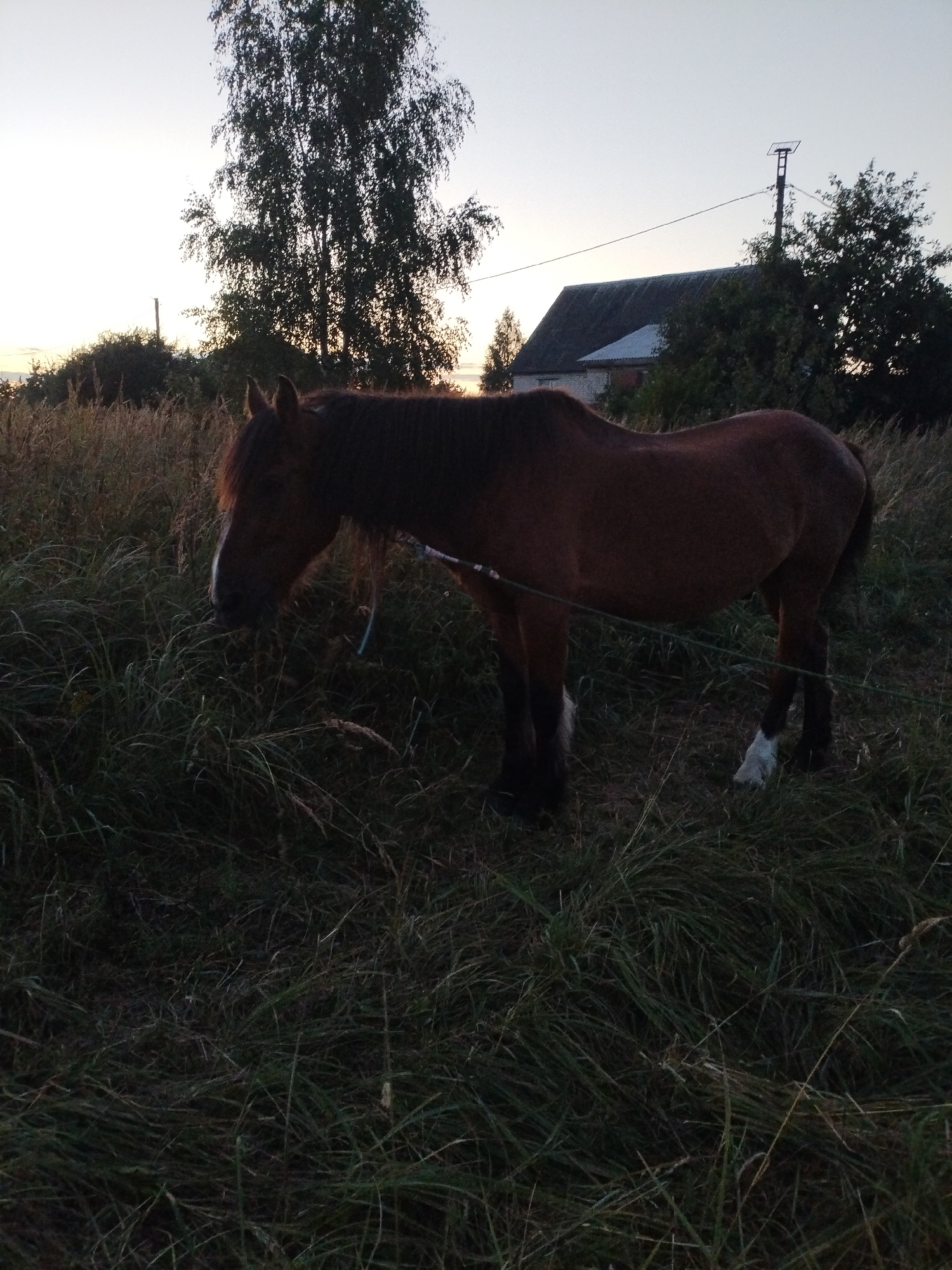 A brown horse stands in a grassy field near a building with a dark roof, possibly a barn or house, in Bialynichy, Belarus. The horse has a white blaze on its face and white markings on its lower legs. It is tethered by a thin rope. Tall trees are visible in the background, silhouetted against a pale sky at dusk. A utility pole with some wires is also present. The grass is long and appears somewhat overgrown.