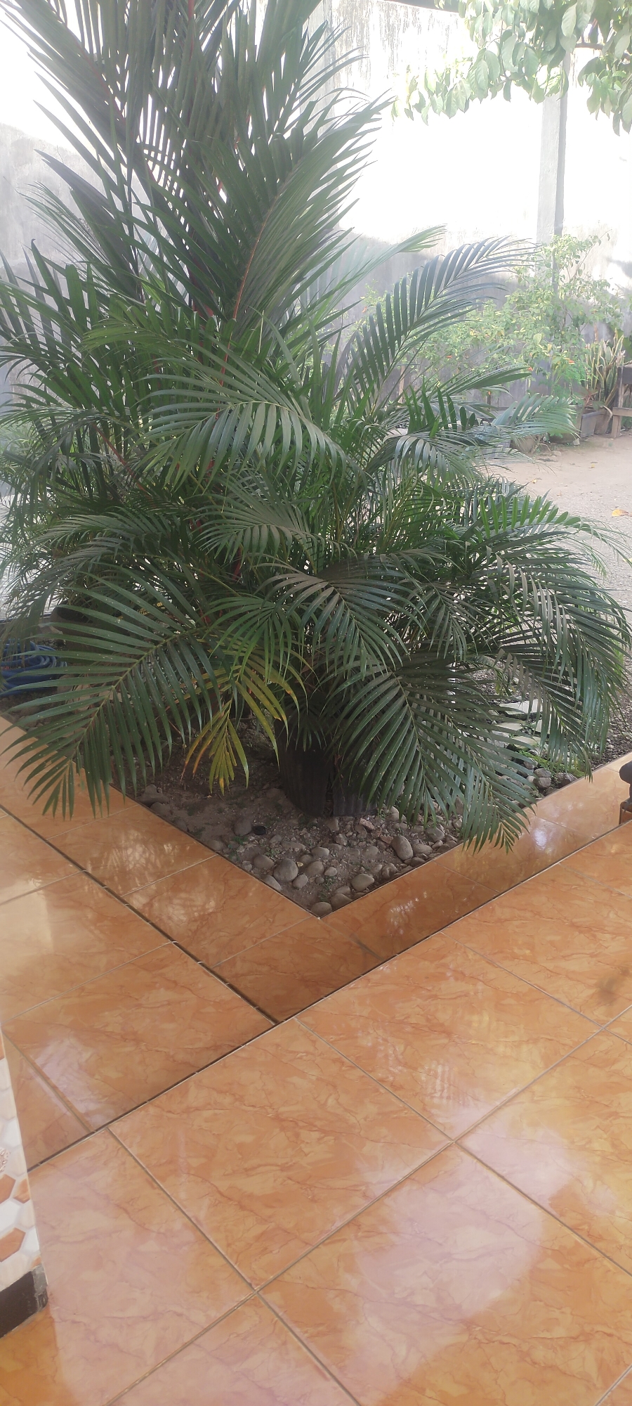 An overhead shot shows a potted palm tree with its fronds obscuring much of the background. The palm tree is in a planter bed filled with small rocks and dirt. In the foreground, there is a tiled patio with large, square, reddish-orange tiles. The tiles are arranged in a way that creates a diagonal pattern with a border of different-sized tiles. The scene appears to be outdoors, likely in a residential area. The lighting suggests it is daytime, possibly late afternoon, with sunlight creating reflections on the tiled surface. There are no people visible in the image. The location is identified as Ambulu, Indonesia.