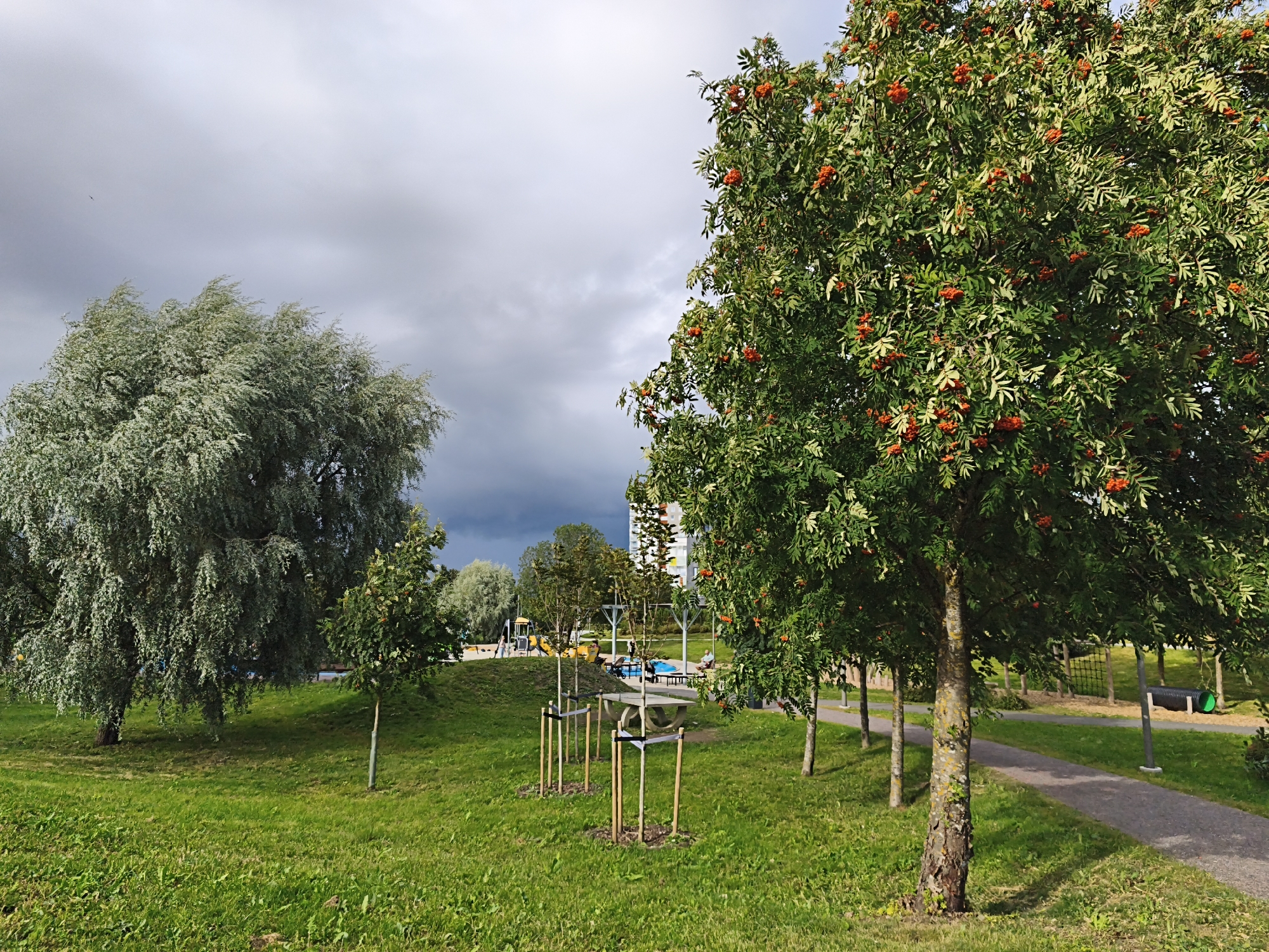 In Tallinn, Estonia, a park area features a large, mature tree with silvery-green foliage on the left, and a vibrant tree laden with bright orange berries on the right. A paved pathway winds through the grassy landscape, bordered by young trees protected with wooden stakes and protective coverings. In the background, playground equipment, a picnic table, and a residential building are visible. The sky is overcast with dark clouds.
