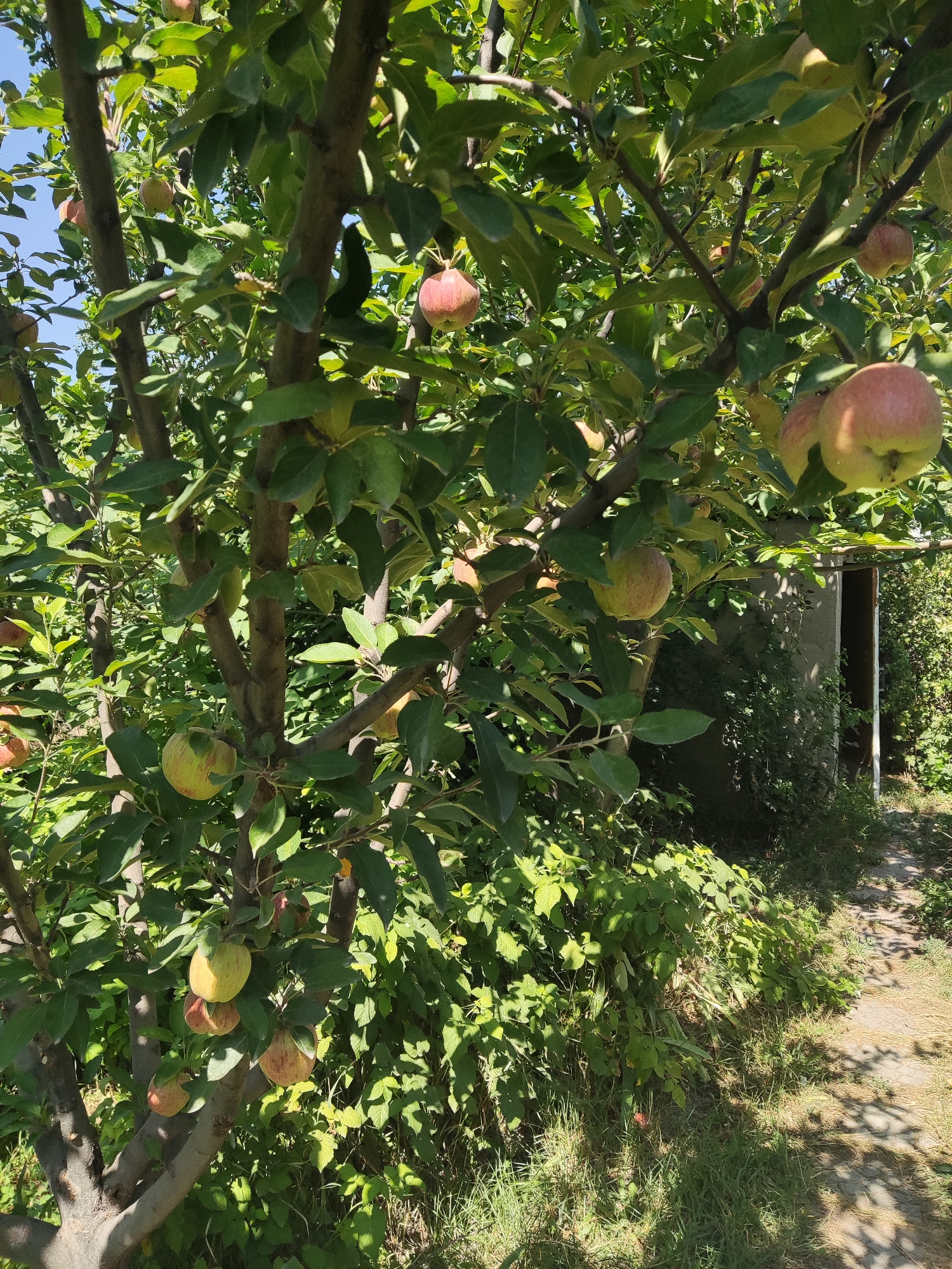 In Chong-Aryk, Kyrgyzstan, an apple tree laden with ripe fruit stands in a garden setting. Sunlight filters through the leaves, illuminating a scene of natural abundance. The tree, with its gnarled branches and abundant foliage, supports numerous apples in various stages of ripeness, ranging from green to red hues. In the background, a simple, aged structure, possibly a shed or outbuilding, is visible, partially obscured by overgrown greenery. A pathway, possibly paved or a dirt track, meanders through the garden, leading towards the structure and disappearing into the dense vegetation. The overall impression is one of a serene, rural environment, likely a private garden or orchard in the suburban outskirts of Chong-Aryk.