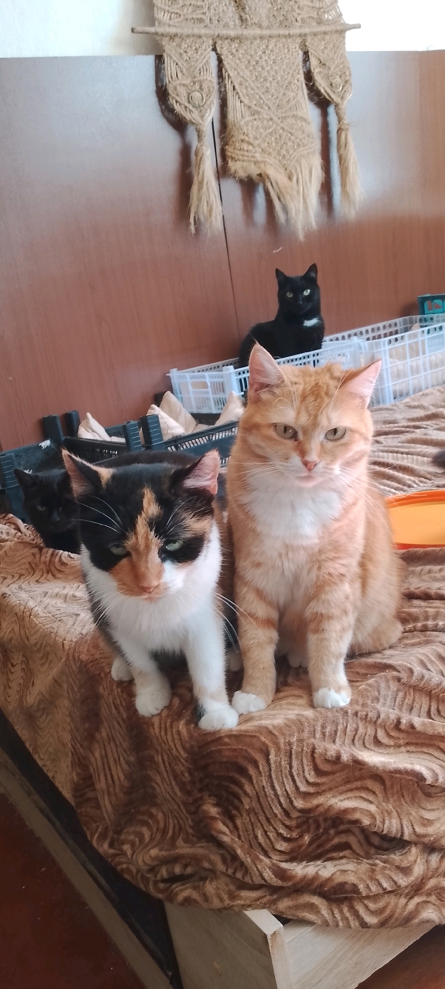 The image depicts an indoor scene, likely a domestic setting, featuring four cats. Two cats are prominently positioned in the foreground on a patterned brown blanket. The cat on the left is calico with white, black, and orange markings and green eyes. The cat on the right is an orange tabby with white paws and chest. In the background, a black cat is visible sitting on a white plastic crate, and another black cat is partially obscured behind the calico cat. The environment includes a wooden surface, possibly a cabinet, and a macrame wall hanging. The scene appears to be located in a residential interior, not in a public space within Belgorod, Russia.