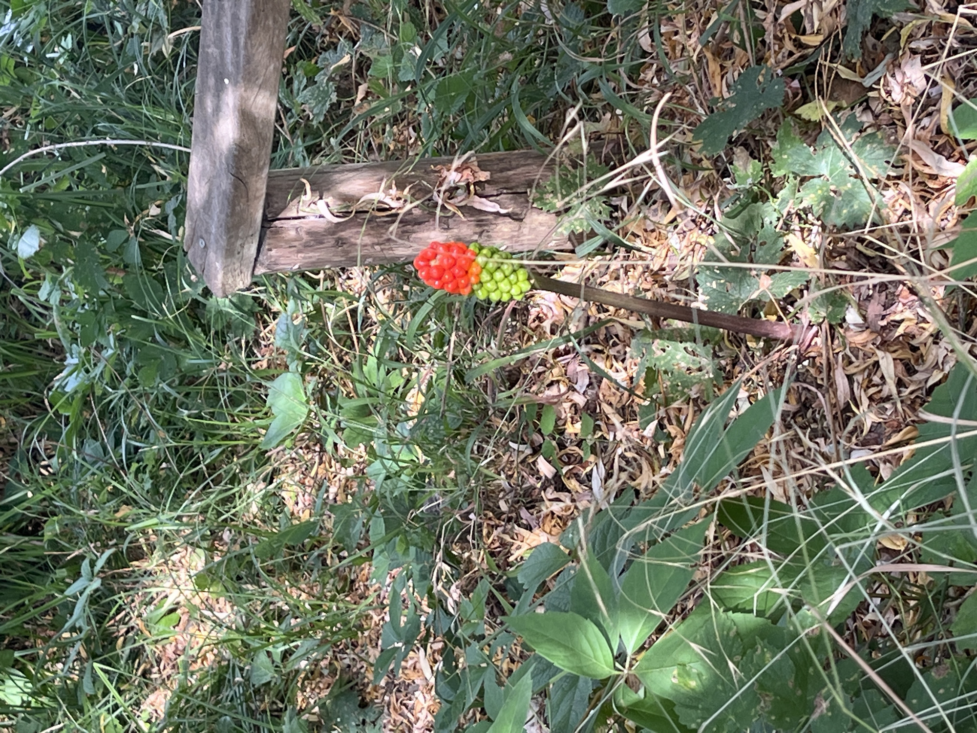 An Arum maculatum plant with ripening berries, transitioning from green to red, stands in a wooded area. The plant is positioned to the left of a weathered wooden post, part of what appears to be a bench or fence. The ground is covered with leaf litter and dry vegetation. Lush green foliage and tall grasses surround the plant and post, with dappled sunlight illuminating the scene. The environment suggests a natural setting, likely a park or forest edge, within the city of Joinville-le-Pont, France. No people or animals are visible in the image.