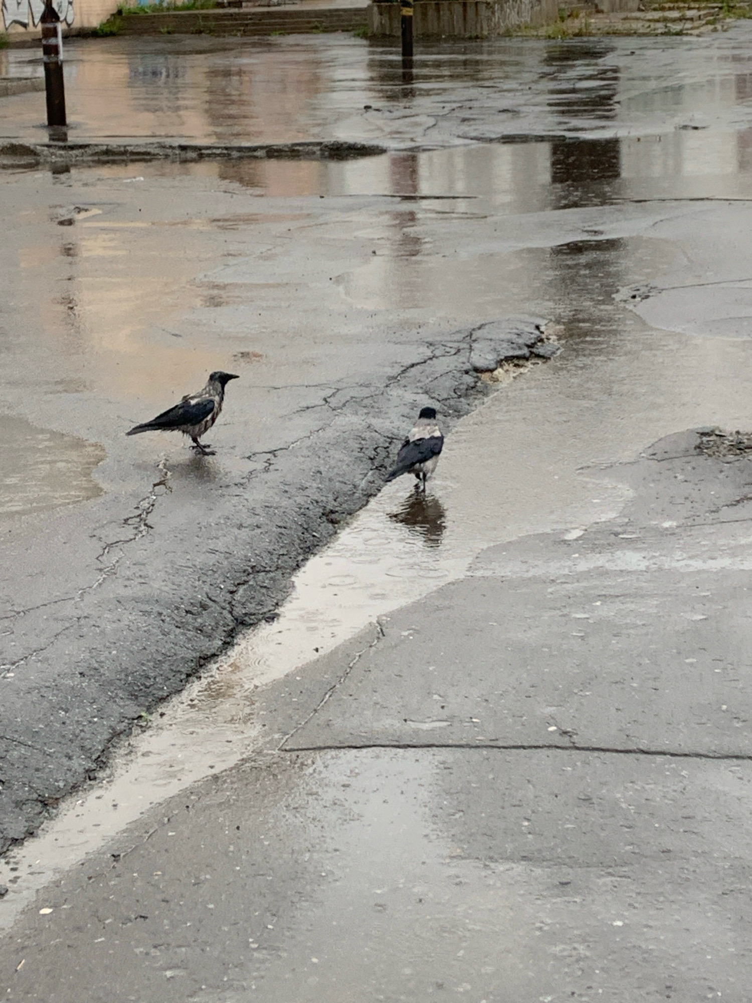 The image depicts an outdoor scene on a wet, cracked asphalt surface, likely a street or courtyard, with puddles reflecting the overcast sky. Two hooded crows are present. One crow is positioned on the left, facing left, with its wings slightly raised. The second crow is further to the right and slightly behind the first, facing away from the camera and standing in a puddle. The background shows a building with windows and a staircase, and a lamppost on the far left. The presence of water and the general appearance of the asphalt suggest recent rainfall. The scene is consistent with an urban environment in Arkhangelsk, Russia, characterized by its temperate climate and common occurrences of rain and puddles on paved surfaces.