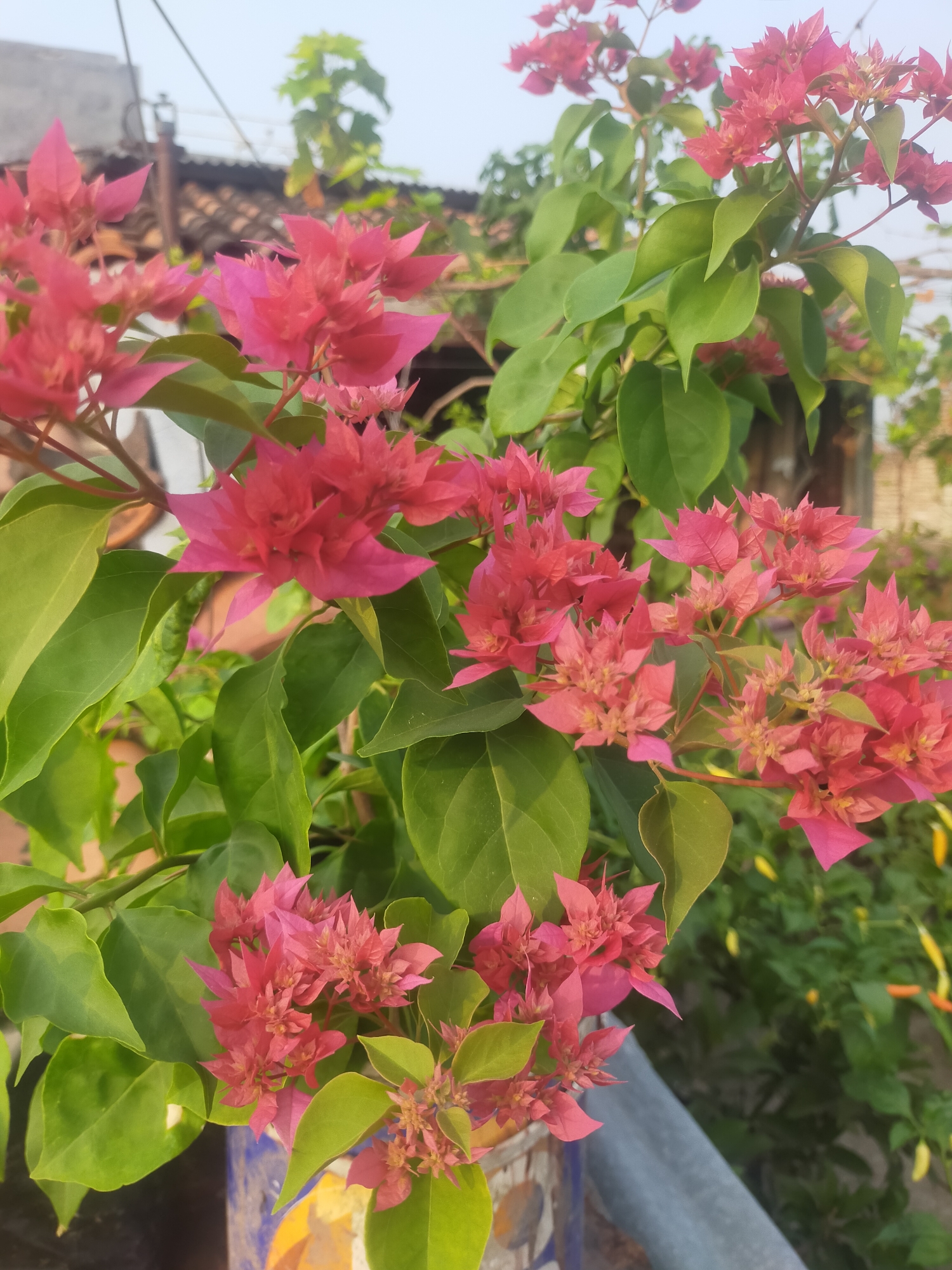 This is a close-up, eye-level, outdoor photograph of pink bougainvillea flowers and green leaves. The flowers are clustered together on thin stems, with some appearing to be in bloom and others forming buds. The leaves are a vibrant green and appear healthy. In the background, out of focus, are elements of a rooftop with terracotta tiles, a grey metal railing, and a glimpse of what appears to be a building structure. The sky is a light, hazy blue, suggesting daytime. The photograph is taken in Tegalandong, Indonesia. There are no people or animals visible in the image.