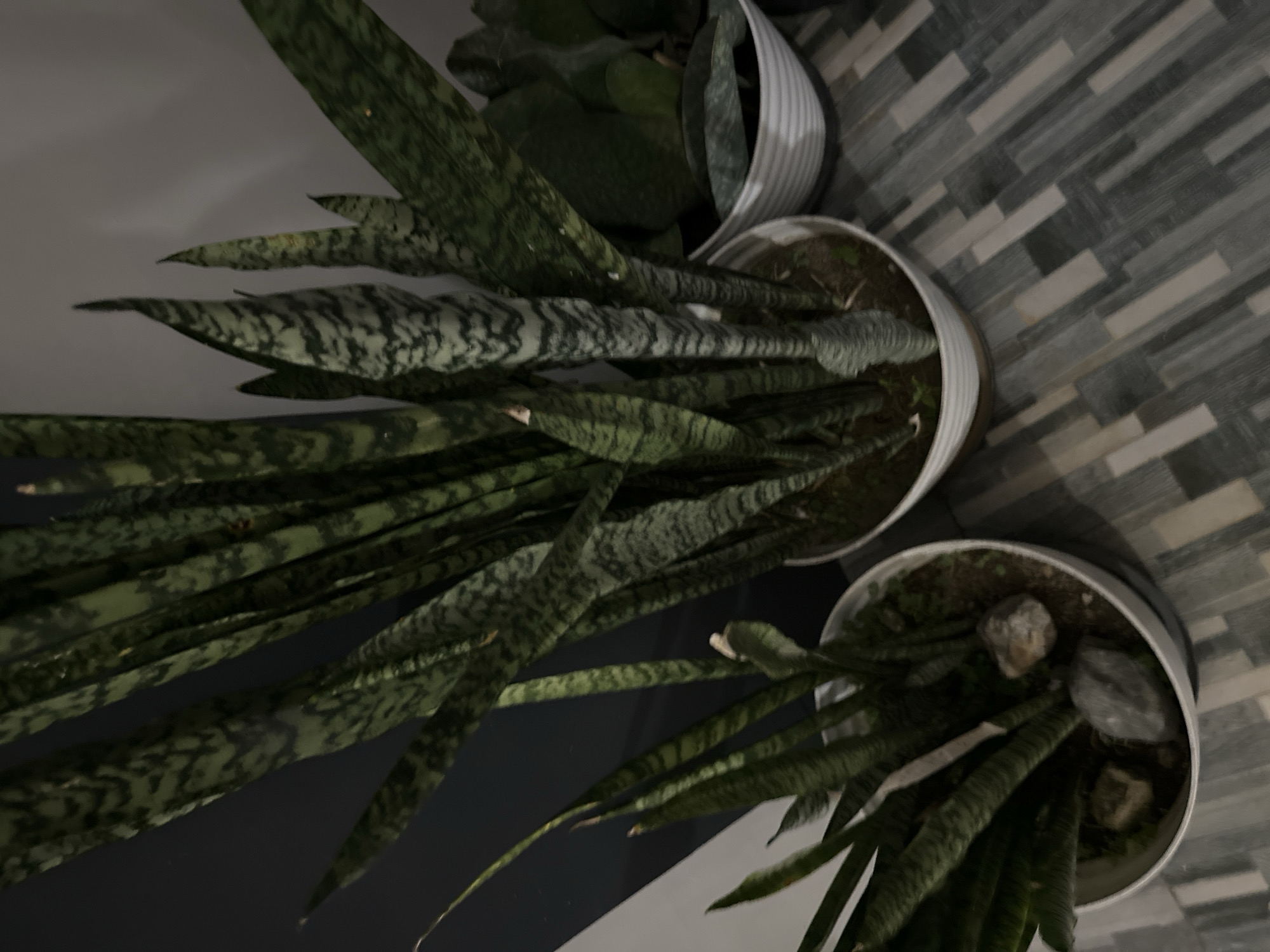 The image depicts three potted snake plants (Sansevieria trifasciata) indoors. The pots are white. Two pots are positioned on a floor with grey and white rectangular tiles arranged in a herringbone pattern. The third pot is on the left and is obscured by one of the other plants. The leaves of the snake plants are dark green and speckled with a lighter green pattern. There are some rocks in one of the pots. The lighting appears to be dim. The location is likely in the Philippines.