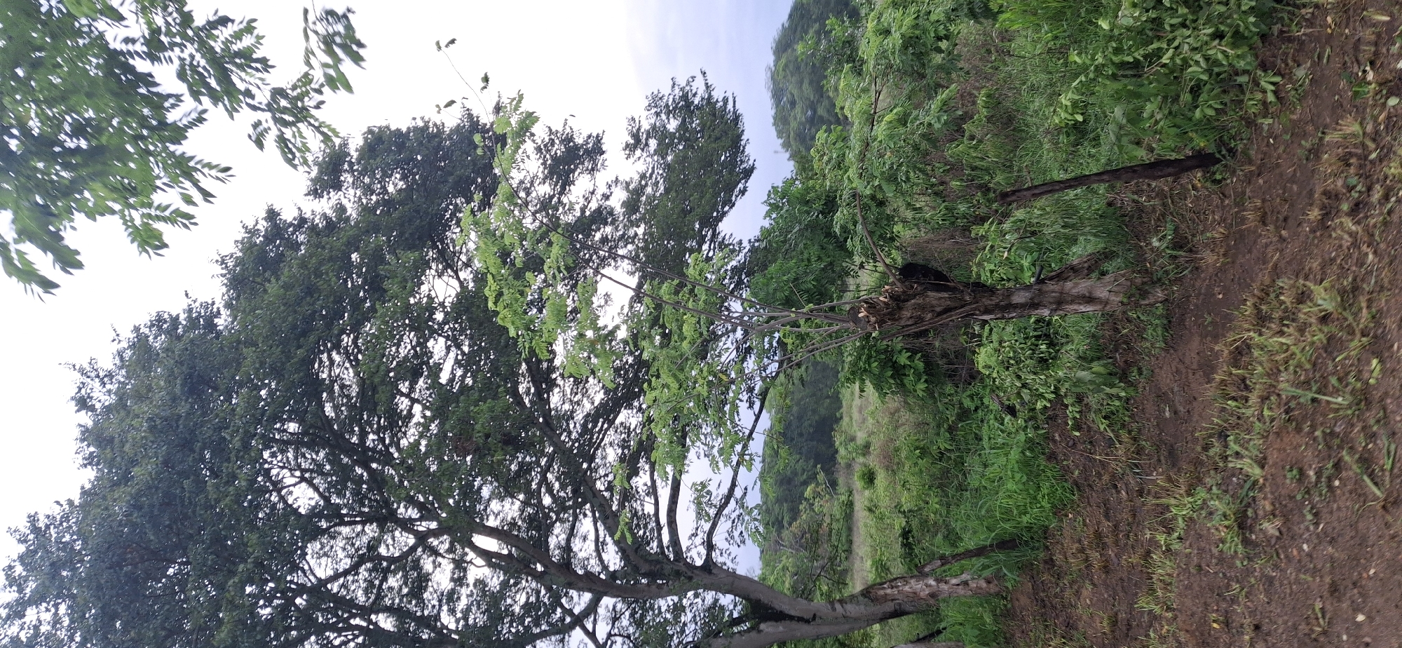 This is a photograph taken outdoors in a natural setting, possibly a park or a trail, in Vallecito, Venezuela. The image is oriented sideways, with the sky appearing on the left side of the frame and the ground on the right.
The primary subjects are trees and lush green vegetation. In the foreground, a large tree with a thick trunk and many branches dominates the left side of the image. Some of its branches extend upwards, with green leaves visible against the bright sky. To the right of this tree, a fallen or partially felled tree trunk lies on the ground. This trunk has a rough, textured surface and appears to be decaying, with some exposed wood and broken branches.
Behind the foreground trees, the landscape slopes upwards, covered in dense green foliage and trees. The overall impression is one of a natural, untamed environment. The ground in the foreground and along the right side of the image is a mixture of dirt and grass, appearing somewhat damp or muddy, suggesting recent rain or a humid climate. There are also a few thin, dark vertical poles or stakes planted in the ground near the fallen tree.
The sky is overcast and bright, indicating a cloudy day. The time of day is not definitively clear due to the lighting, but the overcast conditions suggest it could be daytime, possibly morning or afternoon. There are no people or animals visible in the frame, and no text is present. The scene evokes a sense of natural beauty and tranquility, but also perhaps a hint of wildness due to the fallen tree and the dense vegetation.