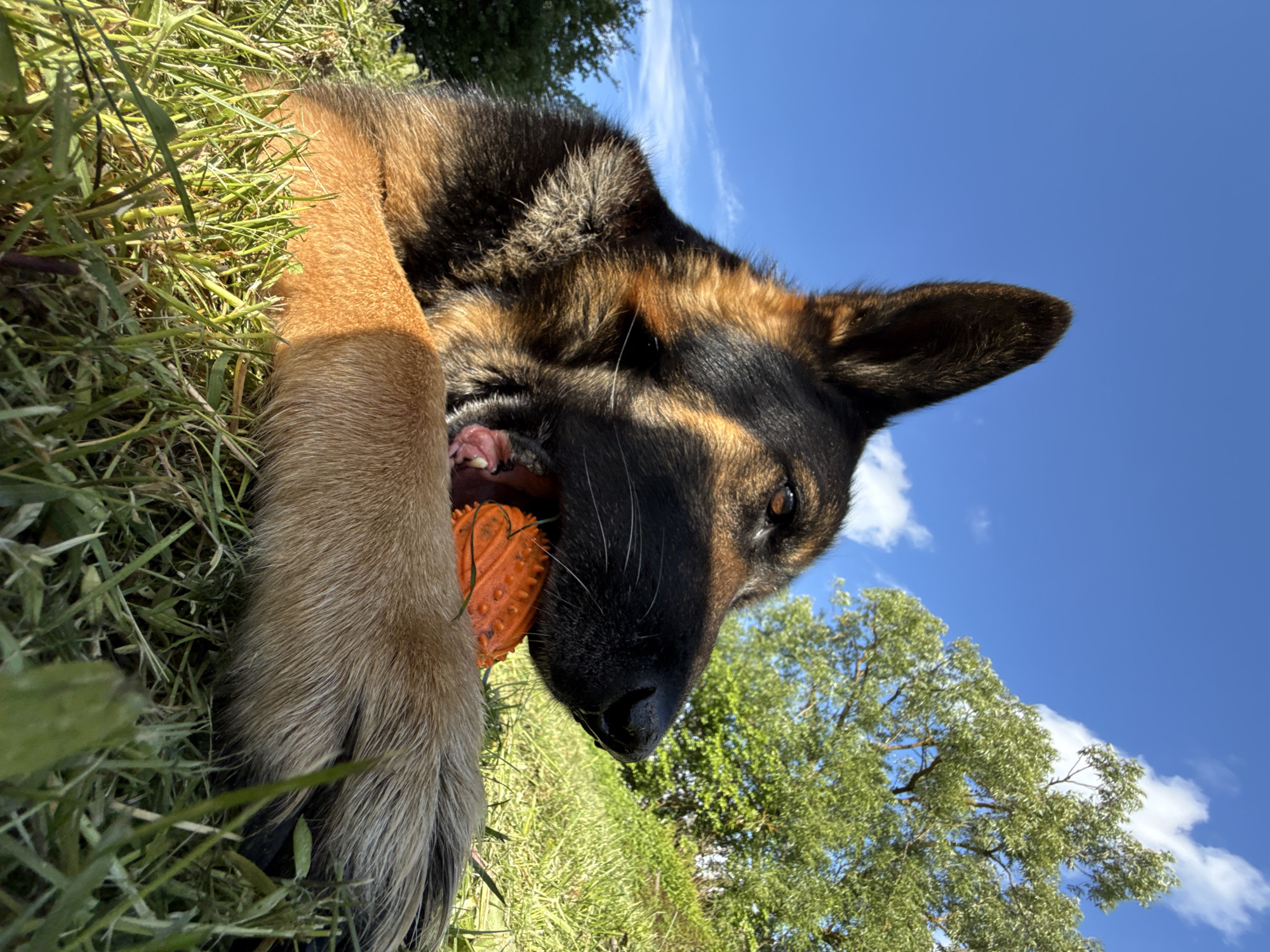 A German Shepherd dog lies in grass with a textured orange ball in its mouth. Its front paw rests on the grass, and the dog is angled towards the sky, which is blue with some white clouds. In the background is a tree. The location is outdoors, likely in a grassy area within Лабжанскі сельскі Савет, Belarus.