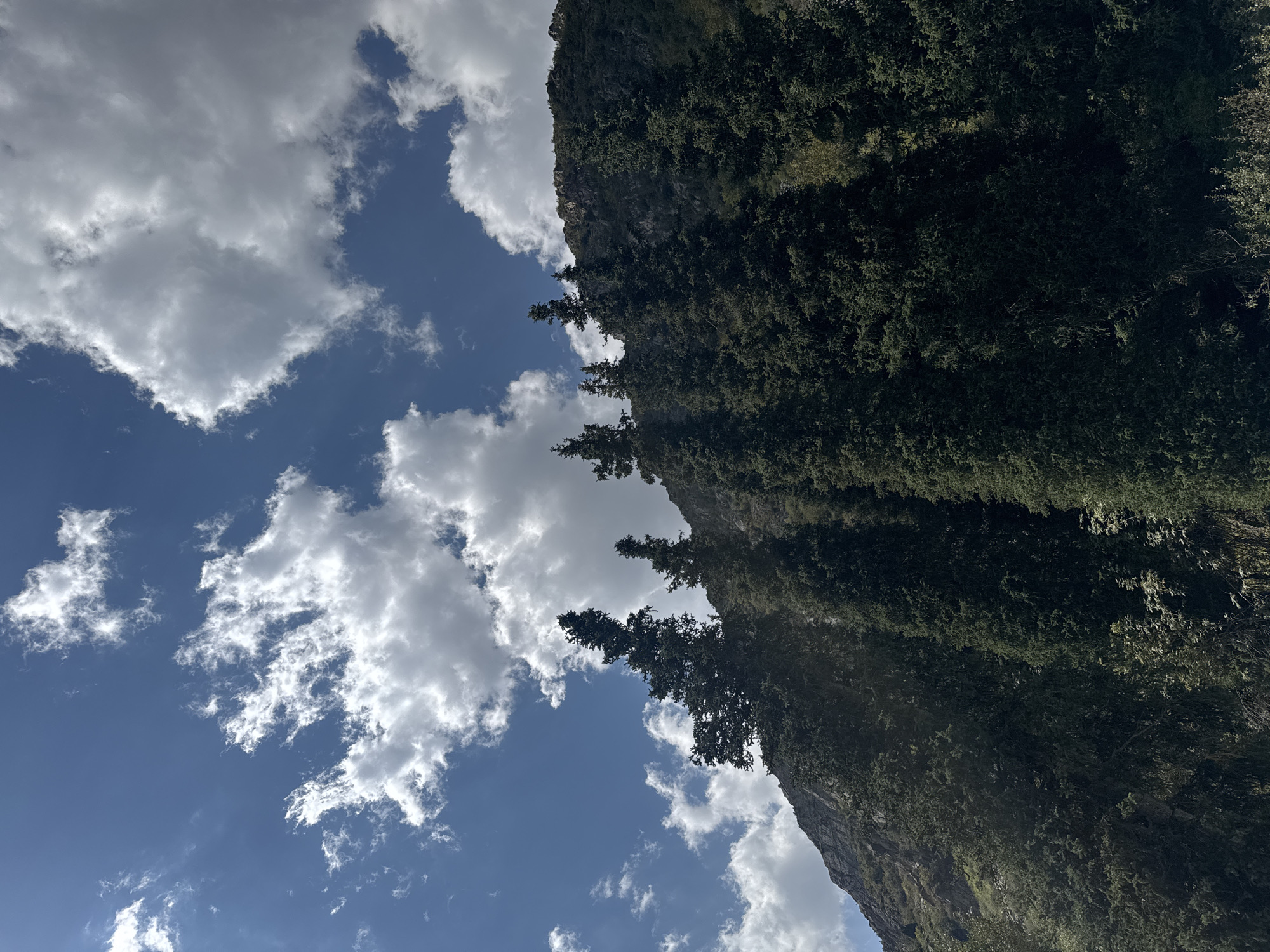 The image captures a scene of a mountain slope densely covered with evergreen trees under a bright blue sky dotted with cumulus clouds. The trees are tall and dark green, with some appearing to be cypress or fir. The mountain itself is rocky and steep, with patches of vegetation visible on its slopes. The lighting suggests it is daytime, with sunlight illuminating parts of the clouds and casting shadows on the trees and mountain. The perspective is from below, looking up towards the mountain and sky. There are no people or visible structures in the image. The location is specified as a mountain area in Kyrgyzstan.