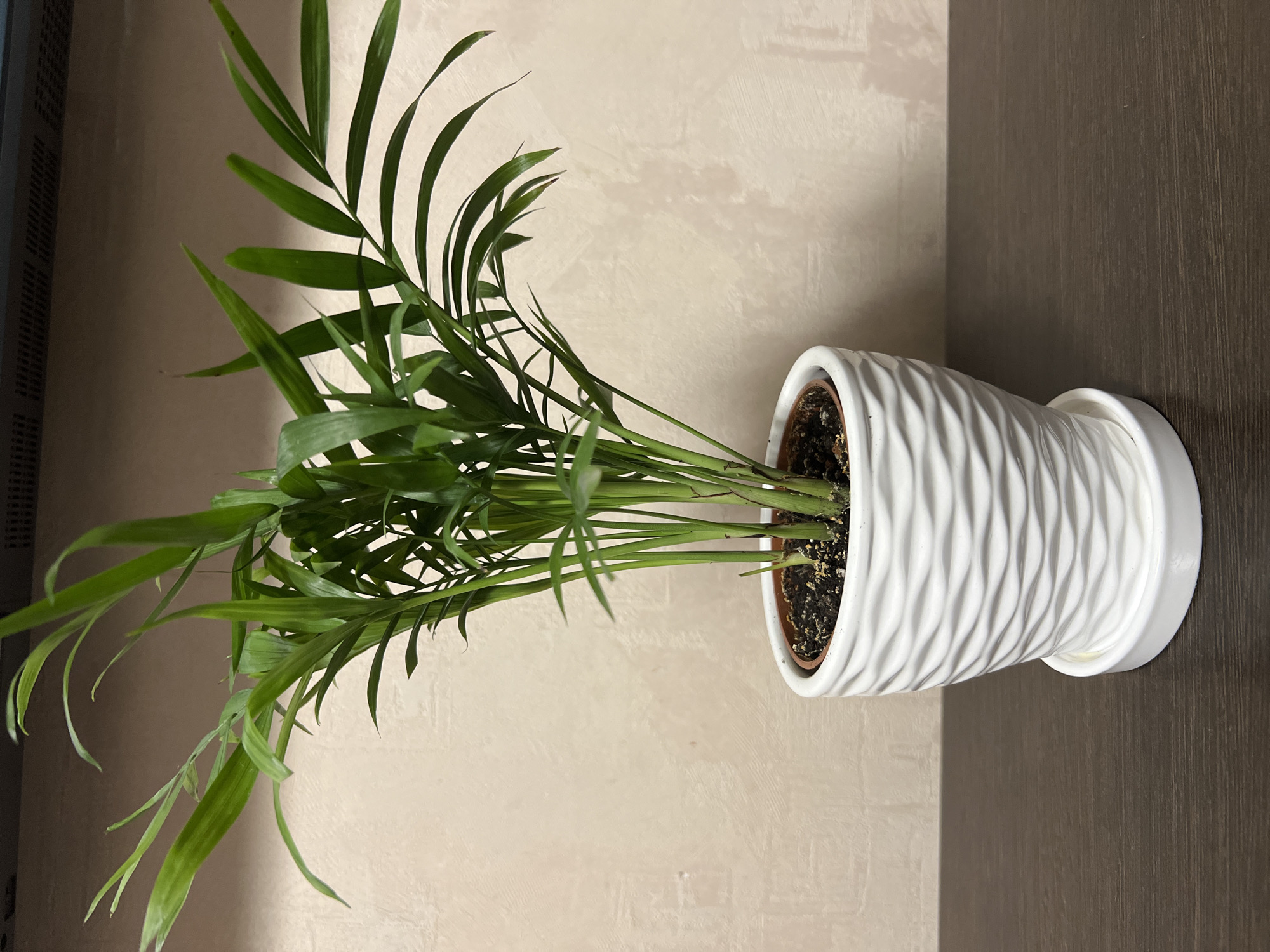 A potted houseplant, likely a parlor palm, is centered on a dark brown wooden surface. The plant has slender green leaves and is in a textured white ceramic pot, which rests on a matching white saucer. The background is a textured, light beige wall. The scene is indoors and the lighting is soft. The image does not provide information about its location in Yekaterinburg, Russia, or any people or actions.