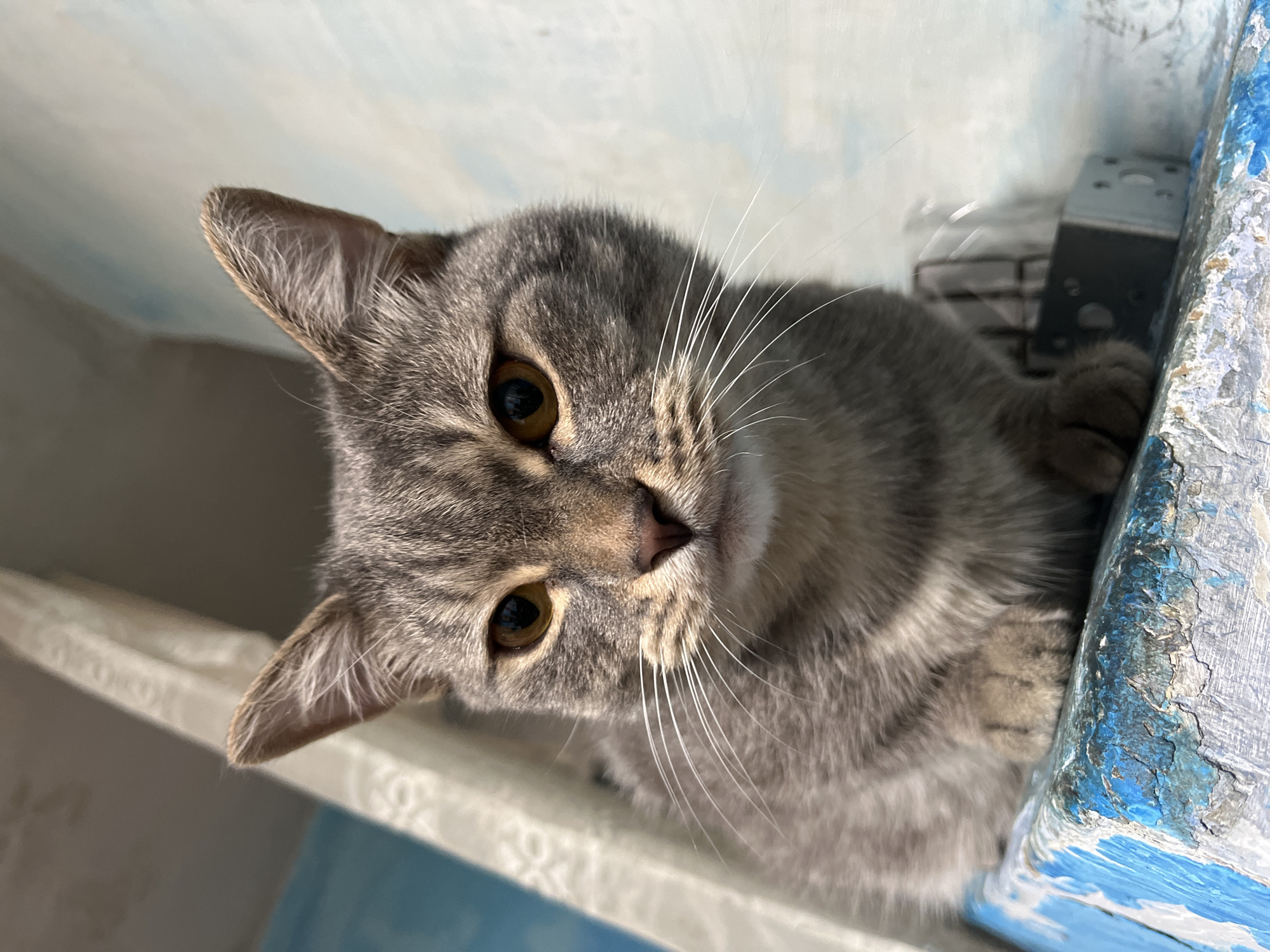 A close-up, head-on shot shows a domestic short-haired cat with tabby markings and amber eyes. The cat is sitting on a weathered, blue and white ledge, possibly part of an outdoor structure in an urban environment. The background is a textured, light blue and white wall, and a white curtain or fabric hangs on the left. The cat's gaze is directed forward, with a neutral expression. No specific landmarks in Nizhny Tagil, Russia, are identifiable from this image.