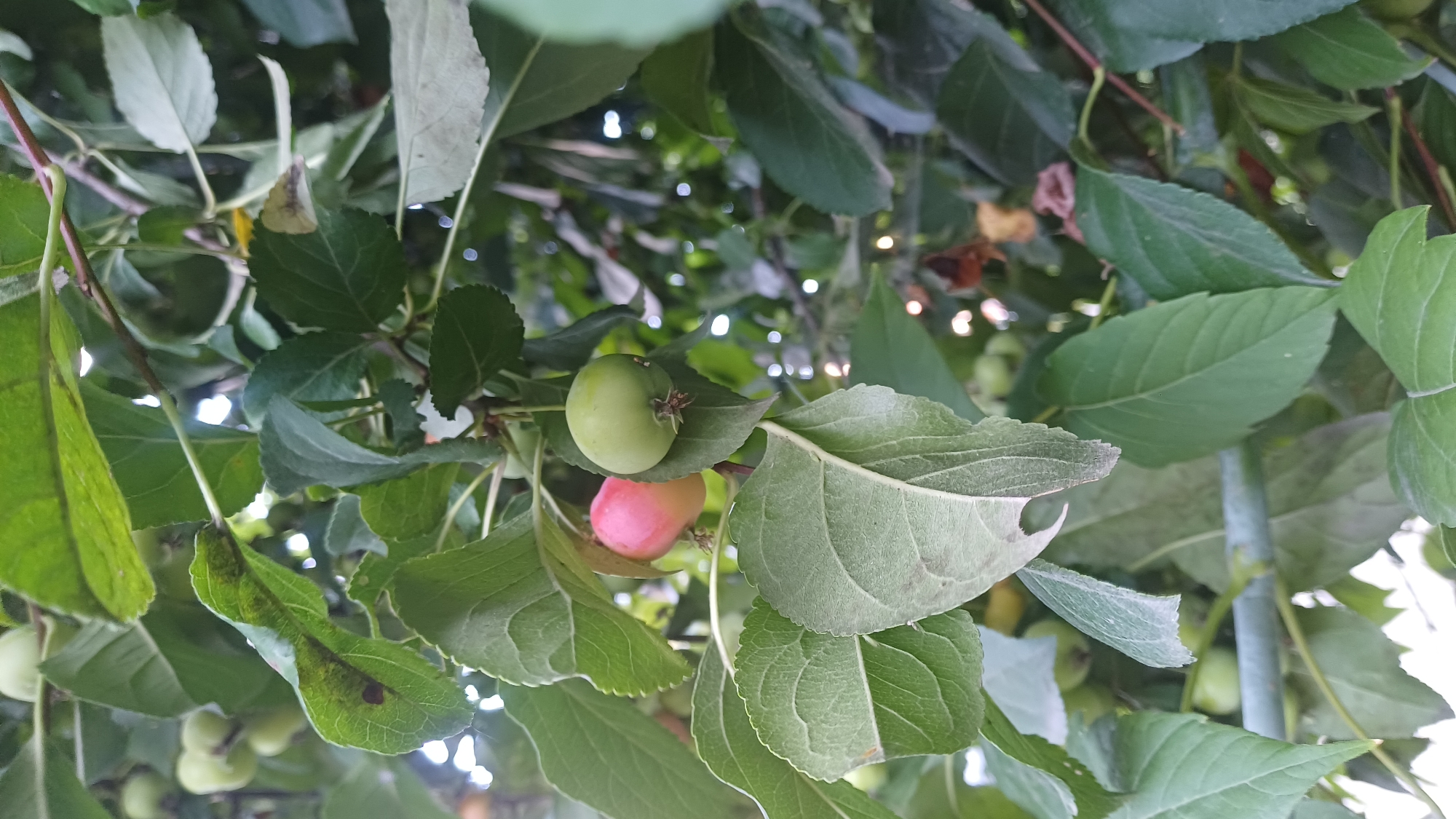 A close-up, eye-level shot captures a branch of a tree laden with small, developing fruits and lush green leaves. Two fruits are prominent in the foreground: one is a vibrant green, while the other, slightly behind and to the left, displays a blush of pink and red. The leaves are broad and textured, some showing slight damage or discoloration. The background is a soft blur of more foliage and dappled light, suggesting an outdoor environment. This image was taken in Izhevsk, Russia, on a summer day.