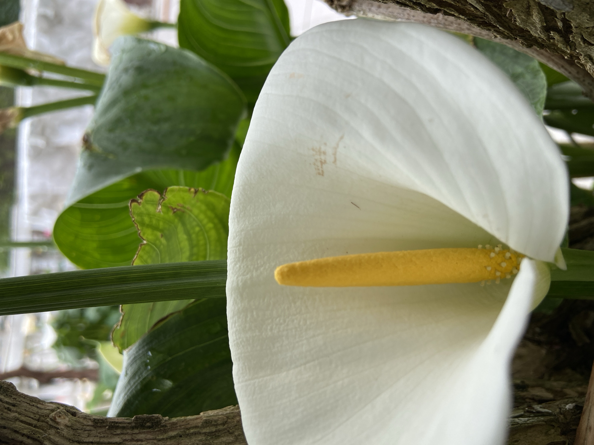 A close-up shot showcases a white calla lily bloom with a prominent yellow spadix, set against a backdrop of green leaves and a gnarled branch. The flower's petal exhibits subtle textures and a few minor blemishes. The scene is likely staged outdoors, as evidenced by the natural elements and the partial view of an urban setting blurred in the distance, potentially indicating the location could be the city of Budva, Montenegro. There are no people visible in the frame.
