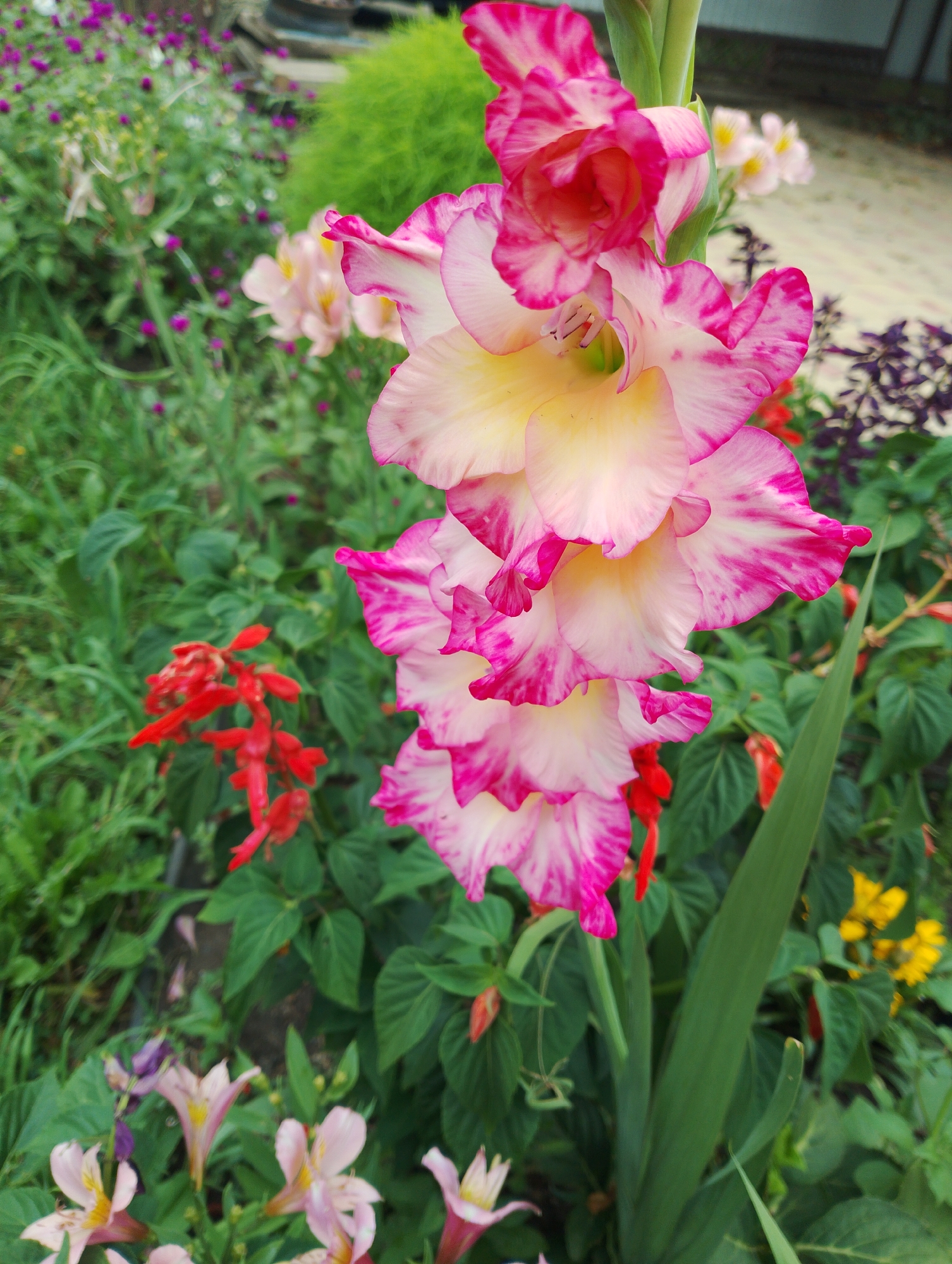 The image displays a close-up of a pink and white gladiolus flower in the foreground, with a blurred background of various flowers and greenery. The gladiolus has multiple blooms, with ruffled petals edged in bright pink and streaked with white and yellow. Other flowers visible include small red flowers, pink alstroemeria, and some purple flowers. The environment appears to be a garden or park setting. There are no people or animals visible in the image. The lighting suggests it is daytime. The specific location in Dinskaya, Russia is not discernible from the image alone.