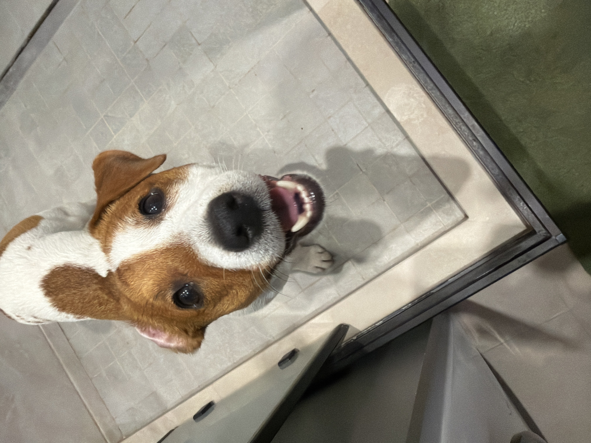 An upward, eye-level, full-shot photograph captures a Jack Russell Terrier from a low angle, looking directly at the camera with its mouth open, panting. The dog's fur is predominantly white with patches of brown on its head and back. Its ears are floppy and brown, and its eyes are dark and round. The dog is standing on a tiled floor with a light grey, grid-like pattern. To the left of the dog is a section of what appears to be a dark grey cabinet or drawer with a slightly lighter grey front panel, featuring two small, dark, oval-shaped handles. The floor transitions to a slightly lighter beige tile area in the foreground, bordered by a dark grey metallic frame. The background right shows a green surface, possibly carpet or fabric, that extends out of frame. The lighting is overhead, casting a subtle shadow of the dog on the floor. There is no indication of the location within the city of Moscow, Russia.