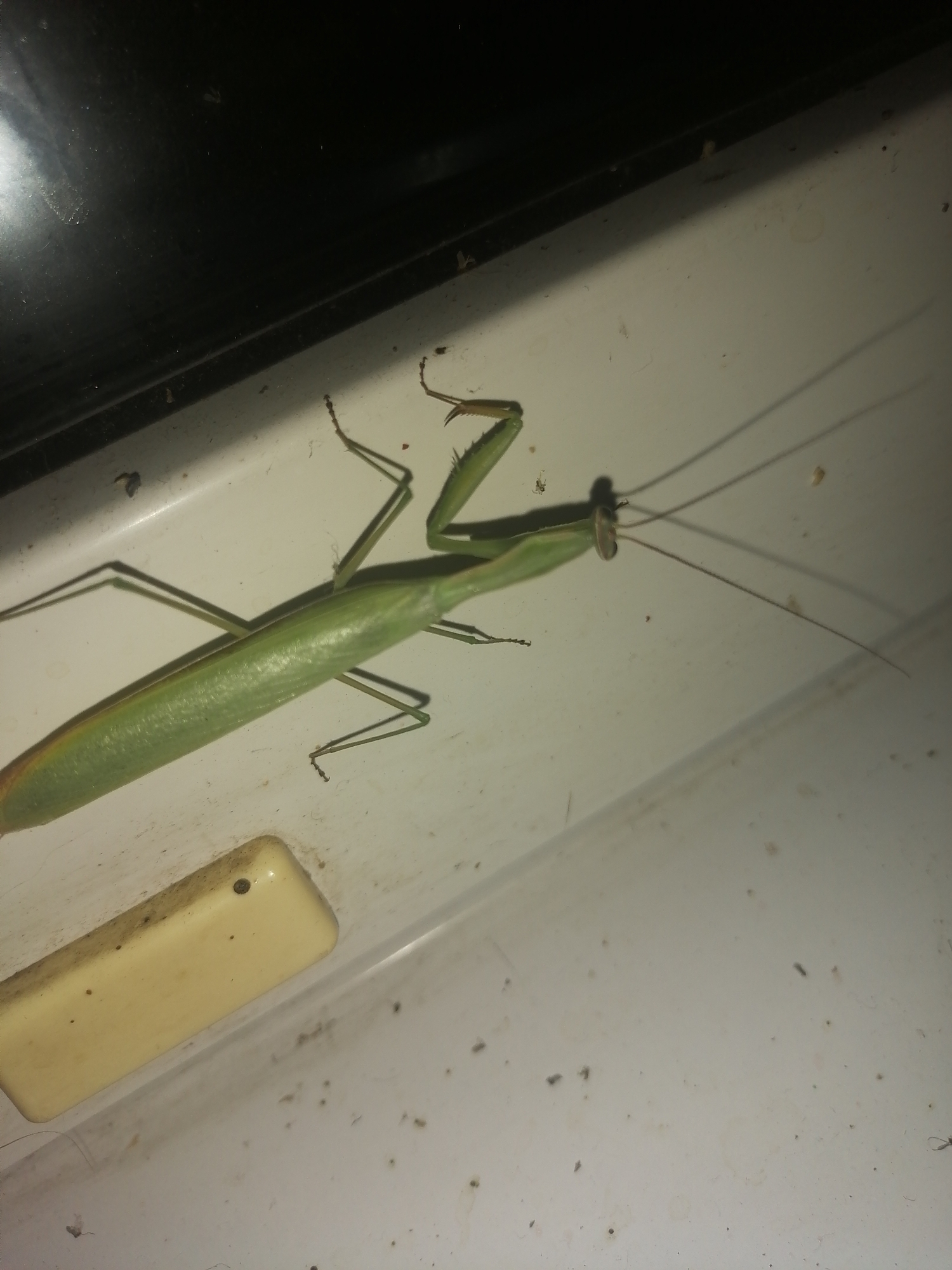 A praying mantis is positioned on a dirty white surface, which appears to be the inside of a container. The praying mantis is predominantly green with some lighter coloration on its underside. Its body is elongated, and its forelegs are raised in a characteristic praying posture. The praying mantis's head is facing towards the right side of the frame, and its long antennae are extended forward. The surface it rests on is speckled with numerous small dark specks, indicating it is dirty or dusty. To the bottom left of the image, a rectangular, light-colored object protrudes slightly from the surface. This object is also dusty. The background to the top left of the image is a dark, reflective surface, possibly a lid or a wall. The lighting in the scene casts shadows of the praying mantis's legs and antennae onto the white surface, suggesting a light source from the top right. There is no evidence to suggest the location of Novopokrovka, Russia.
