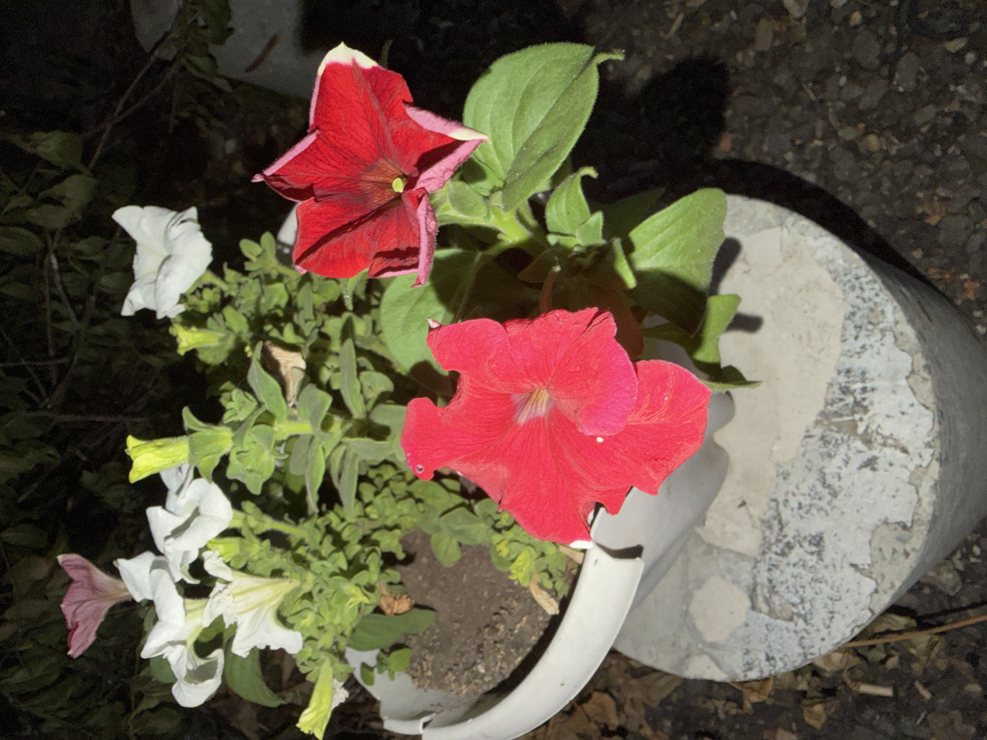The image shows a close-up view of a potted plant with several petunia flowers in bloom. There are red and white petunias, along with a few buds. The pot is white and appears to be made of plastic, and it sits on a concrete base. The background is dark and out of focus, with some foliage visible. The scene is likely outdoors, given the presence of plants and natural light. The image does not provide any information about the city of Semey, Kazakhstan, or any people or actions.