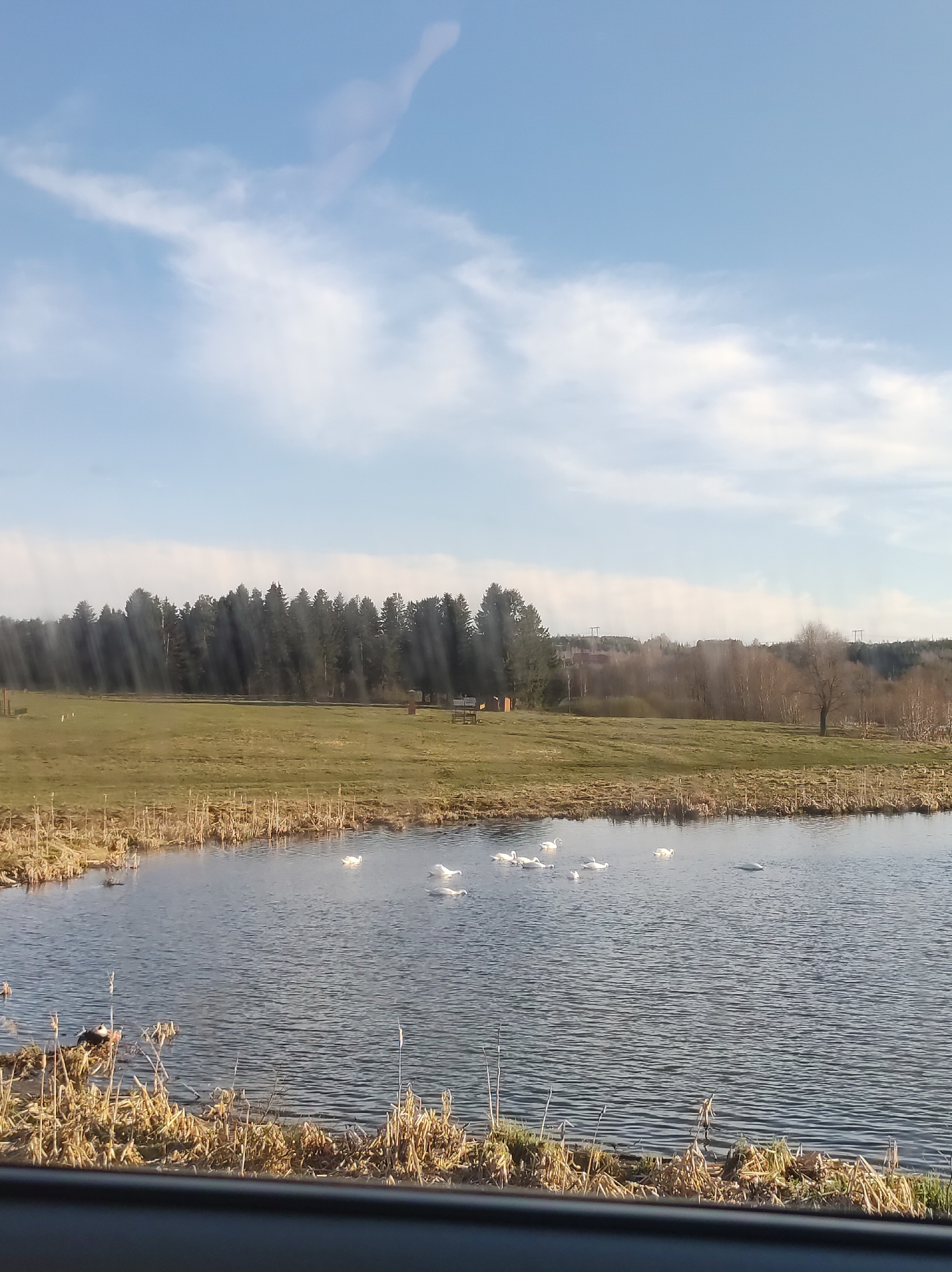 The image shows a scenic view of a pond with several white swans swimming in it. The pond's edge is lined with dry vegetation and reeds. Behind the pond, there is a grassy field leading up to a line of trees, appearing to be a forest. In the middle of the field are what looks like a wooden structure, potentially a bench or a small shelter. The sky is blue with light clouds, and there is sunlight filtering through the trees. The location is potentially in the city of Фоки, Russia based on image context.