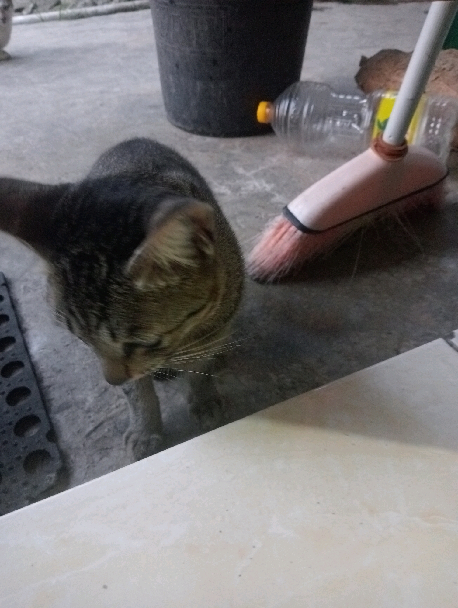 A tabby cat with grey and brown stripes looks down from the left side of the frame. The cat's ears are pointed forward, and its eyes are closed. In the background, a black plastic bucket stands to the left, and a clear plastic bottle with a yellow cap lies on its side to the right. A pink-handled broom is positioned in front of the bottle, with its bristles facing the cat. The scene appears to be outdoors on a concrete floor, possibly in Balige, Indonesia.