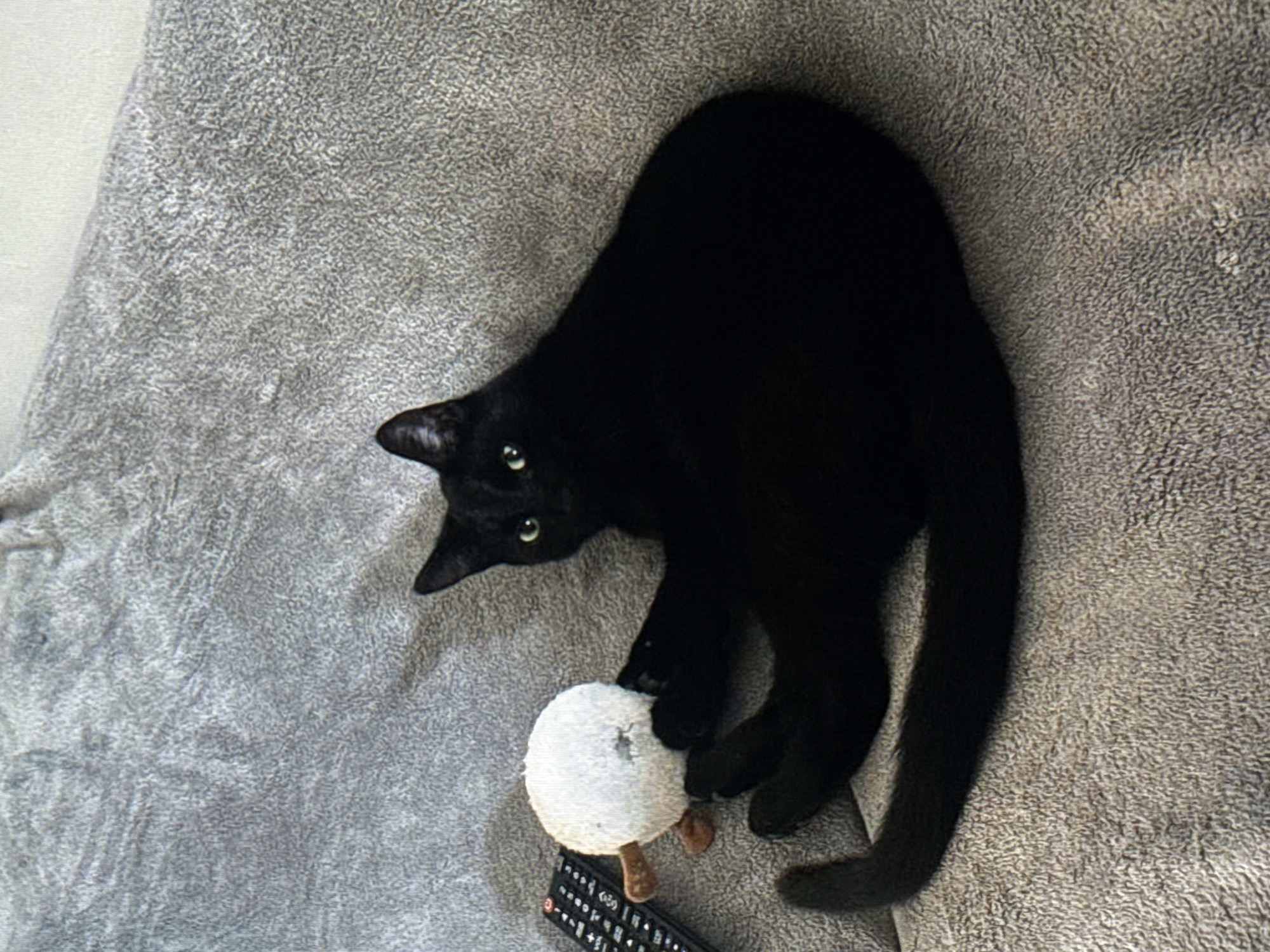 A black cat with green eyes is lying on its side on a gray, textured surface, possibly a couch or blanket. The cat is holding a small, round, white toy with brown accents in its paws. To the left of the cat, a black remote control with white buttons is visible. The background is blurred and out of focus, consistent with an indoor setting. The lighting appears to be from an overhead source, casting soft shadows.