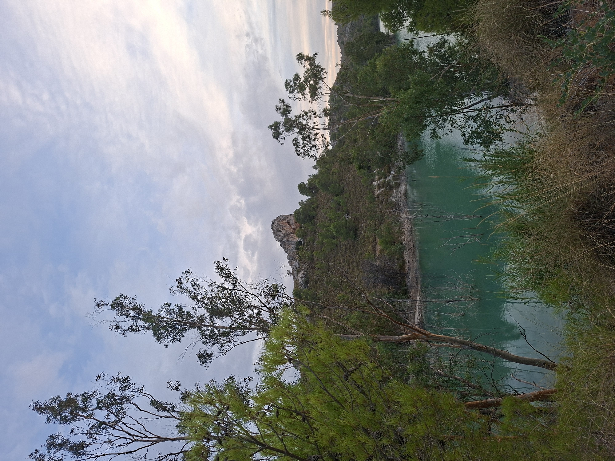 The image depicts a tranquil natural landscape near the city of Mula, Spain. In the foreground, dense green pine trees with visible cones and tall, thin trees with sparse foliage frame the scene. Beyond these trees lies a calm body of turquoise water, possibly a reservoir or lake, with skeletal remains of submerged trees breaking the surface. The water's edge is lined with dry grasses and reeds in the mid-ground. In the background, a sloping hill covered in sparse vegetation and scattered trees rises towards a rocky outcrop. The sky above is a soft expanse of pale blue with scattered white clouds, suggesting either early morning or late afternoon light. There are no people or animals visible in the frame. The overall atmosphere is serene and natural.