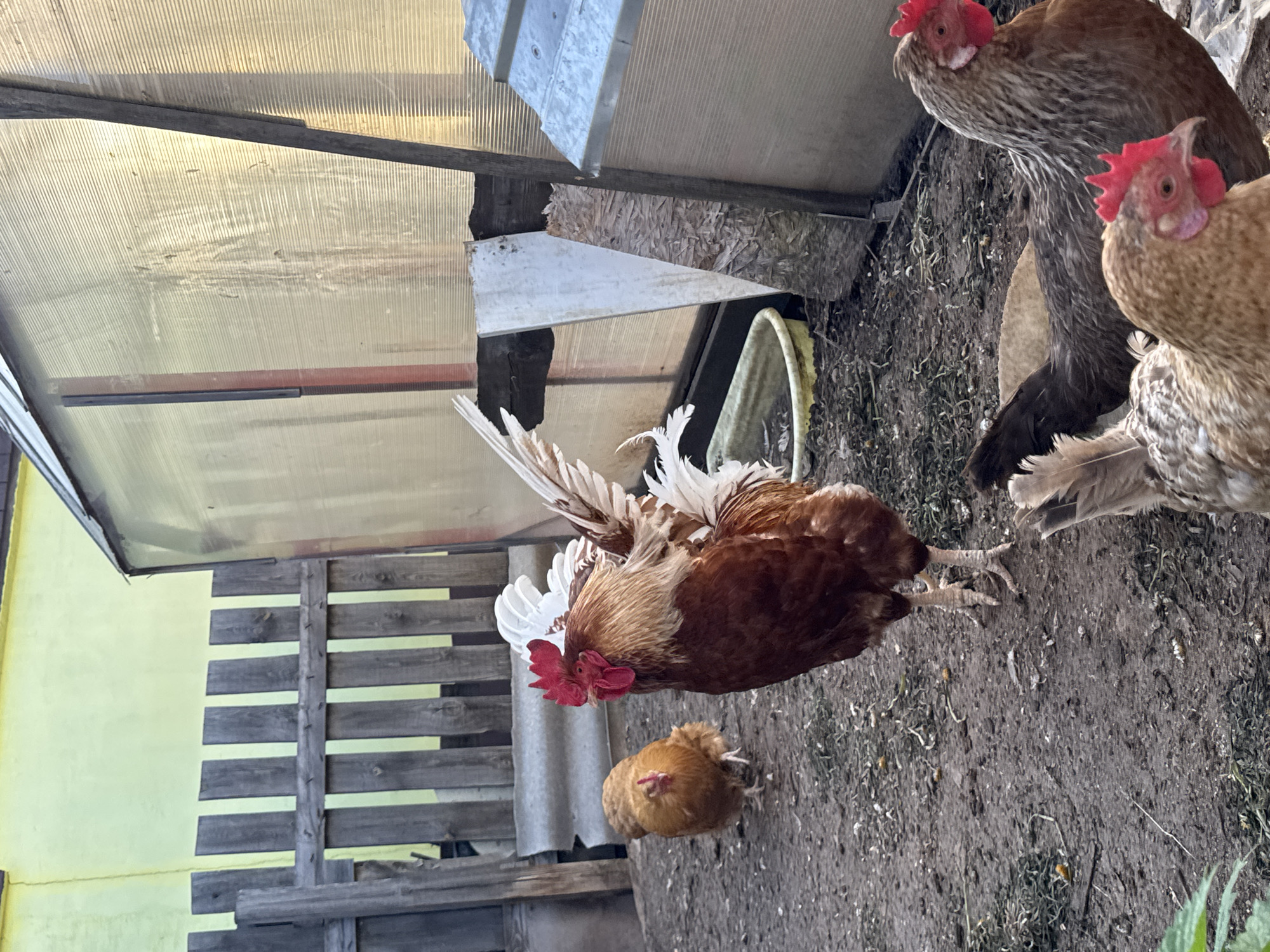 The image shows a rural scene, possibly in Chaikovsky, Russia. A rooster, with brown and white plumage and a red comb, is prominently featured in the foreground. A smaller, brown hen is nearby. Several other hens are visible in the background, some of them appearing to be behind a partially constructed or dilapidated structure made of wood and corrugated metal. The ground is dirt, with sparse vegetation. A yellow building is visible in the background.