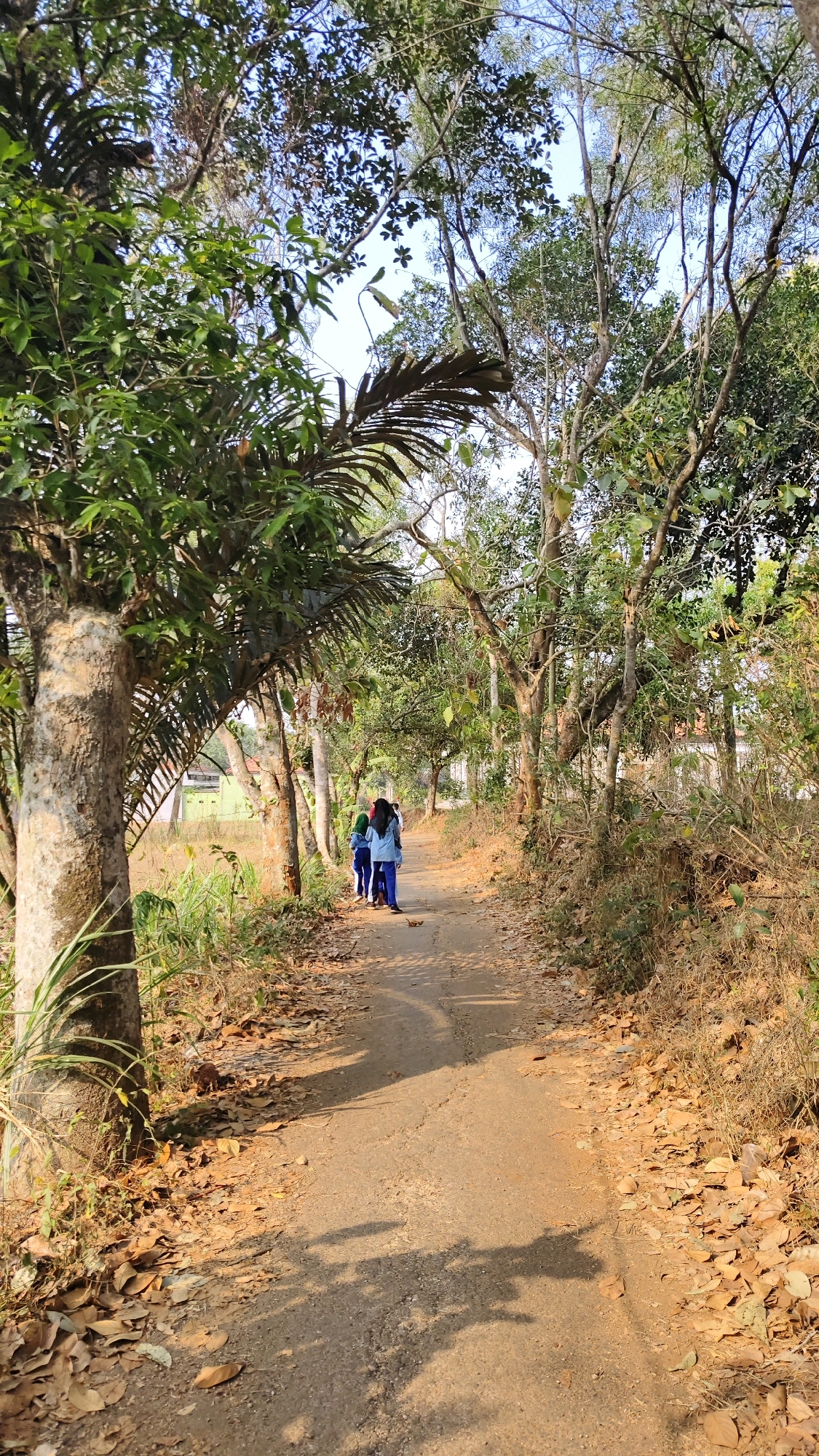In Banyubunih, Indonesia, a dirt path winds through a lush, green environment. Sunlight dapples through the canopy of tall trees and foliage, casting shadows on the path. The path is lined with dry, fallen leaves, indicating a dry season. In the distance, three individuals are walking away from the camera down the path. They appear to be wearing matching blue uniforms, possibly students. The surroundings are natural and undeveloped, suggesting a rural or semi-rural setting within Banyubunih.