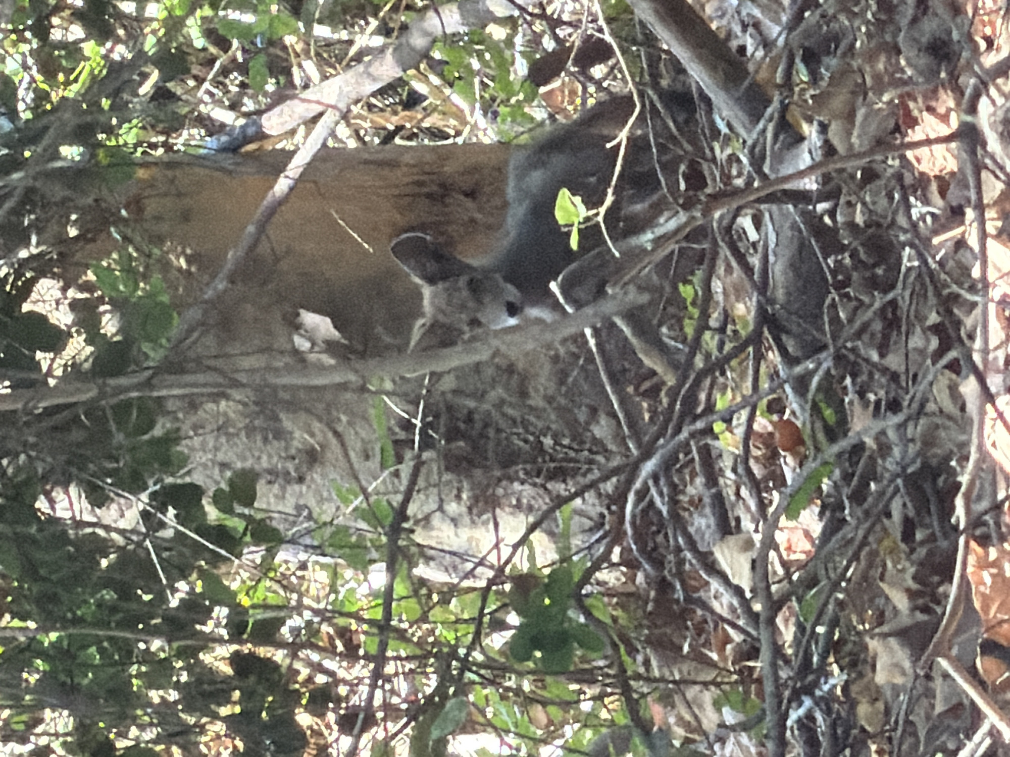 A young deer stands partially obscured by foliage and branches in a wooded area, likely in Aliso Viejo, United States. The deer is facing left, with its head slightly turned towards the viewer. Its fur is a dark gray color, and its ears are alert and pointed upwards. The deer is positioned in front of a large tree trunk, with dense vegetation and fallen leaves surrounding it. The lighting suggests it is daytime, with dappled sunlight filtering through the leaves. The overall impression is of a wild animal in its natural habitat.