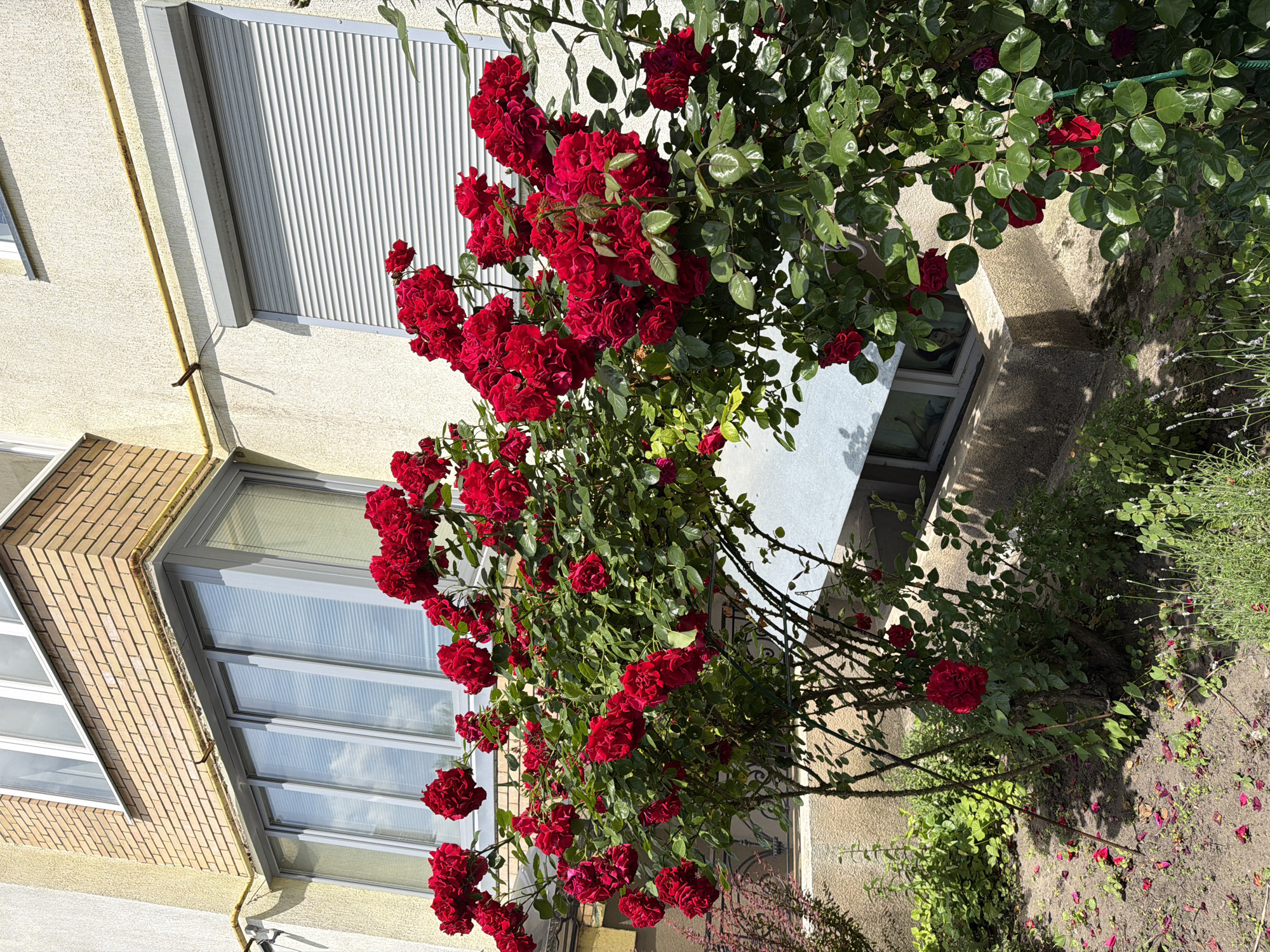 A close-up outdoor shot features a dense bush of vibrant red roses blooming in front of a building. The building's facade is a textured, light yellow color, with a section of tan brickwork visible on the left. A prominent feature of the building is a grey bay window with multiple panes, covered by white blinds. To the right of the bay window, a grey roller shutter is partially lowered over another window. A yellow gas pipe runs horizontally across the building's exterior. In the foreground, the soil is covered with fallen rose petals. The lighting suggests it is a sunny day. The scene is located in an unspecified urban setting.