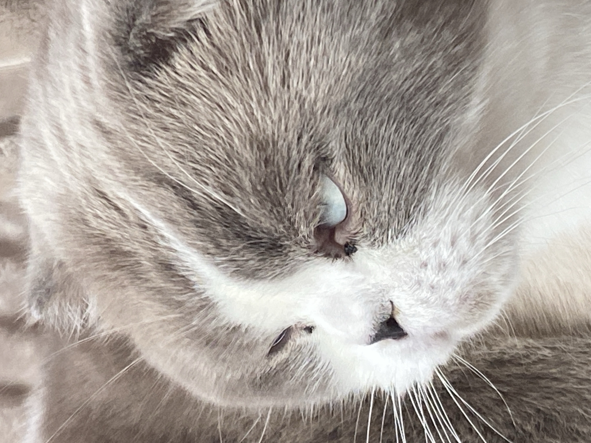 A close-up, eye-level, indoor photograph shows the face of a Scottish Fold cat. The cat has light gray and white fur. Its left eye is partially closed and appears to be blue. The cat's right eye is visible and is also blue. The cat's whiskers are white and prominent. The background is blurred and appears to be a soft, textured surface, possibly a blanket. The image does not provide any information about the city of Novokuznetsk, Russia.