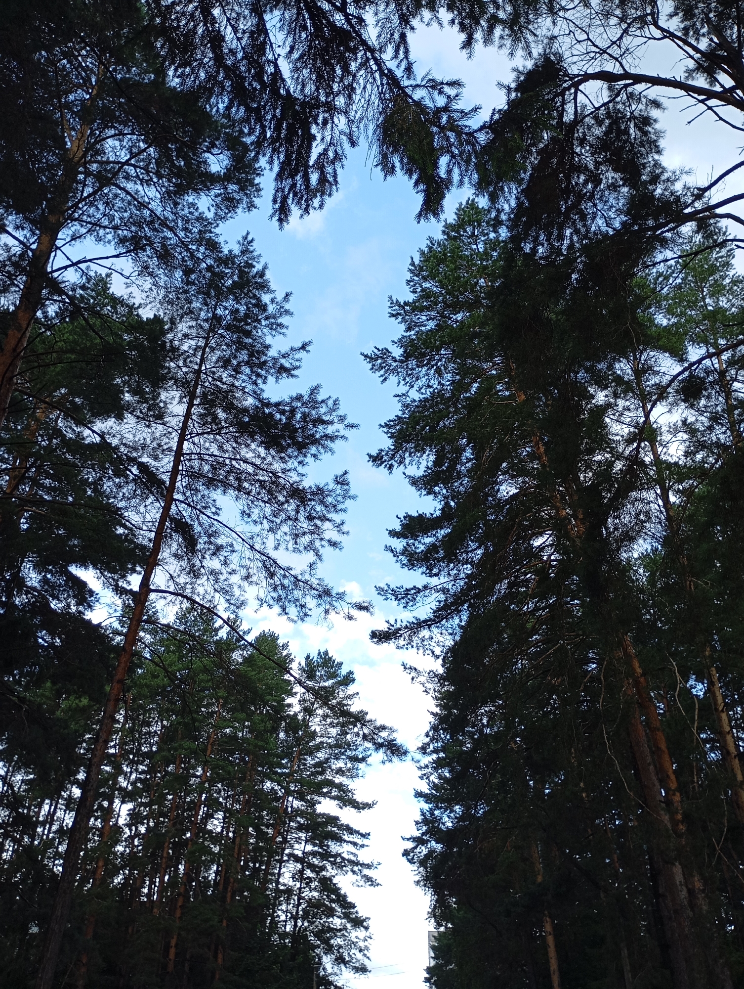 This is a low-angle, full-frame photograph looking up through a dense forest canopy. The image is dominated by tall, dark green pine trees, their branches silhouetted against a bright, partly cloudy blue sky. The sky forms an irregular opening in the center of the frame, with wispy white clouds visible. The perspective suggests the viewer is standing in a forest, perhaps a park or natural area, on a bright day. There are no people or man-made objects clearly visible in the image, only the natural elements of the forest and sky. The trees appear to be primarily pine, with their characteristic needle-like foliage and rough bark.