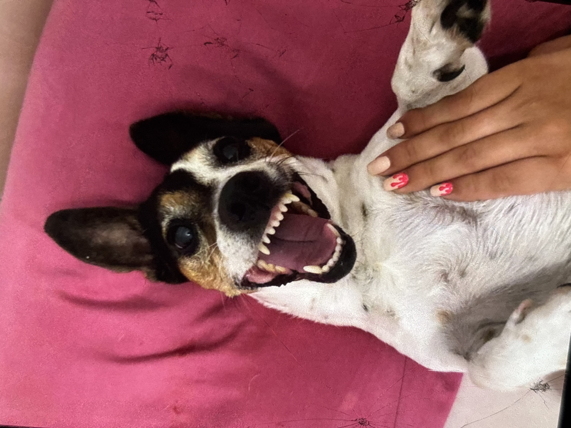 A white and brown dog with its mouth wide open is lying on a pink surface, possibly a pillow or blanket. The dog has black and brown markings on its head and ears, and its eyes are open and looking upwards. A person's hand is resting on the dog's chest, with manicured nails painted in a nude color and decorated with pink dripping designs. The background is a solid pink color, with some texture and subtle creases visible. There are no identifiable landmarks or elements that would indicate a specific location in Orihuela, Spain.