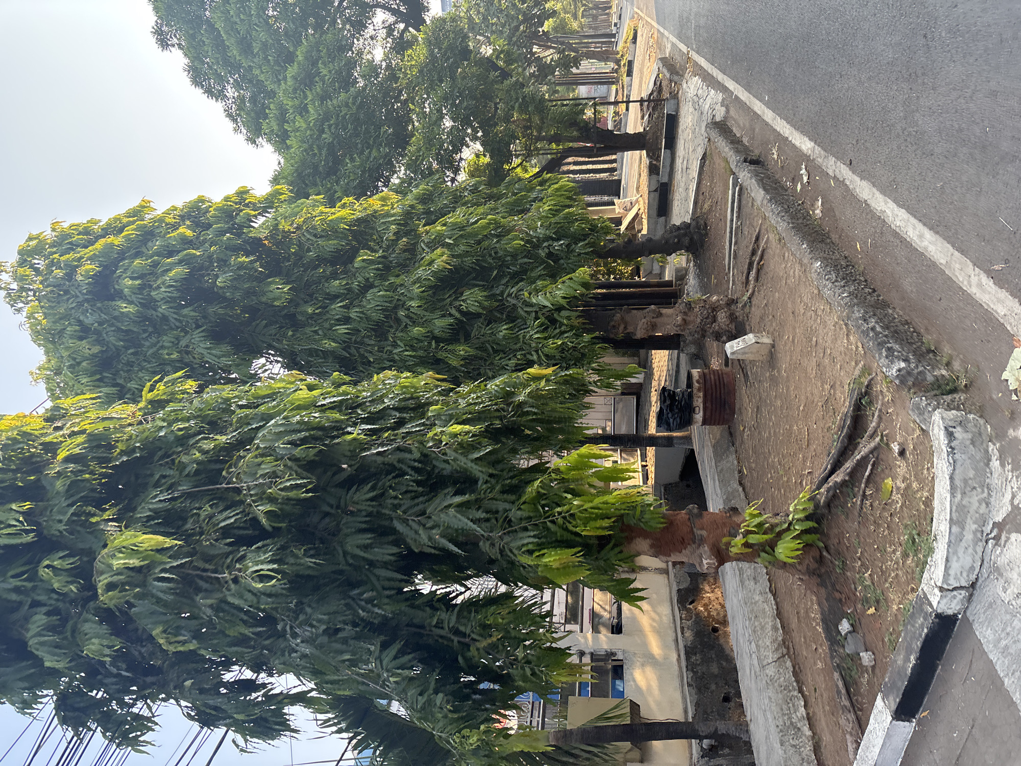 A street scene in Cirebon, Indonesia, features a row of tall, leafy trees lining a sidewalk next to a paved road. The trees have dark brown, textured bark and dense green foliage that casts shadows. Exposed roots are visible at the base of some of the trees. The sidewalk is bordered by a concrete curb, and beyond that, a paved road with a white line marking its edge. In the background, there are buildings with light-colored walls and dark-colored roofs, as well as more trees. Overhead, telephone wires are visible against a pale sky. The overall impression is one of a tree-lined urban street on a bright, possibly sunny day.