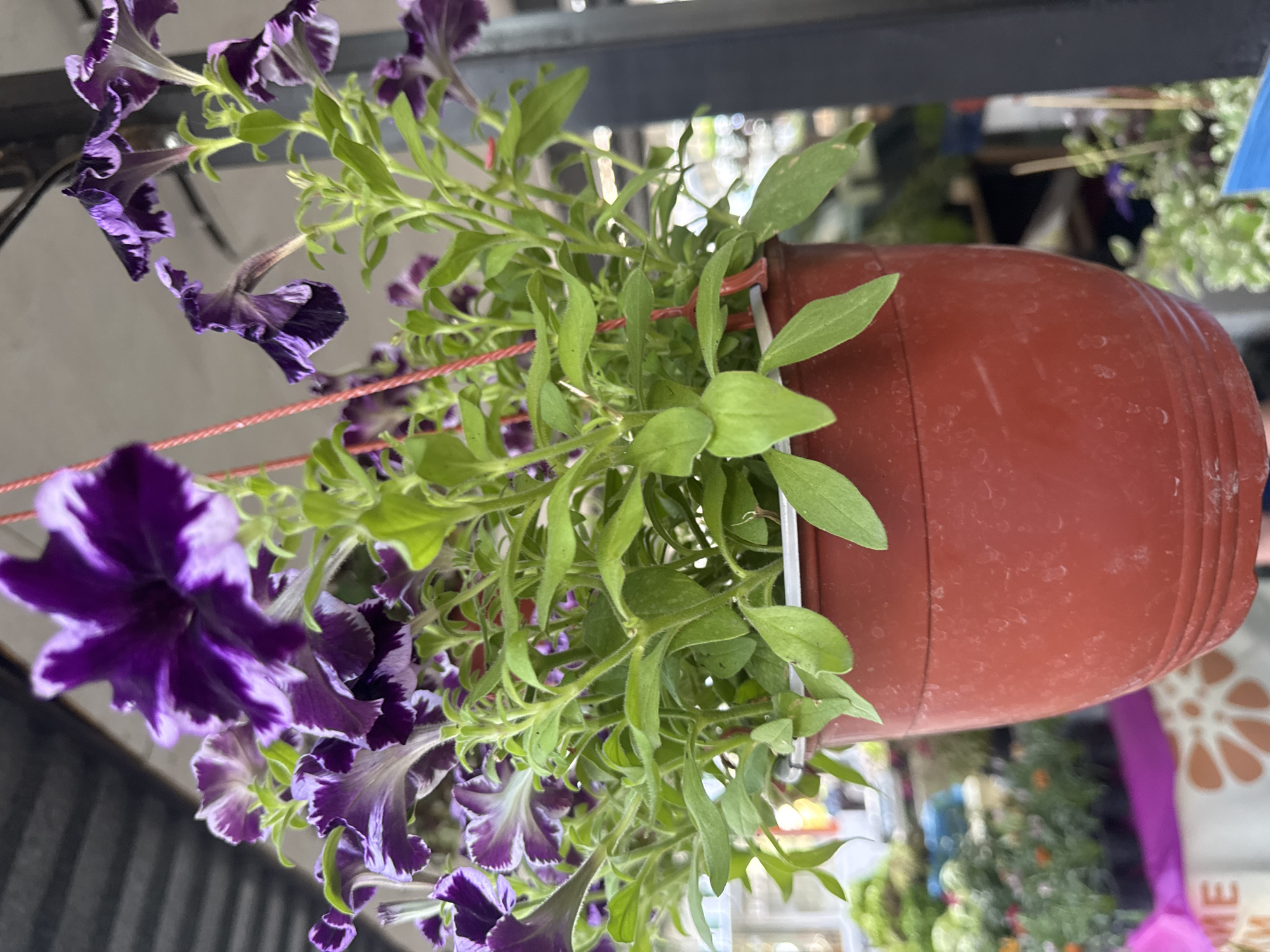 The image shows a close-up of a hanging potted plant with purple and white petunias. The pot is red plastic. The plant is lush with green foliage and vibrant flowers. The background is blurred, but appears to be an outdoor setting with other plants and possibly a market stall. The image was taken in Sochi, Russia.