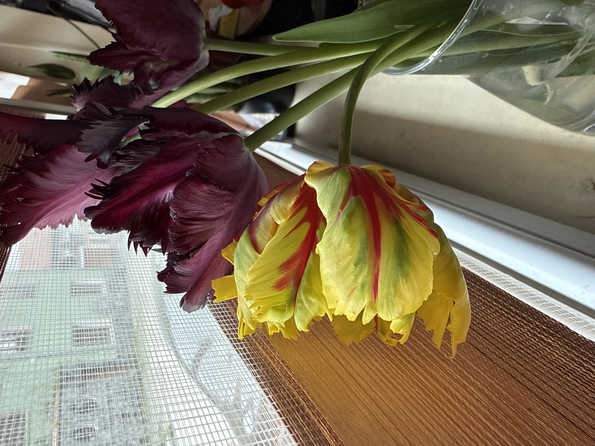 The image shows a bouquet of tulips in front of a window. Two prominent tulips are visible, one a deep purple with fringed edges, and the other yellow with red and green streaks. The window has a light-colored screen, through which buildings can be seen, possibly apartments. The lower portion of the frame shows a wood-grain-patterned surface, possibly a windowsill or a table. The tulips are in a clear plastic container holding their stems. There are no people visible in the image. The image was not taken in Troyan, Bulgaria.