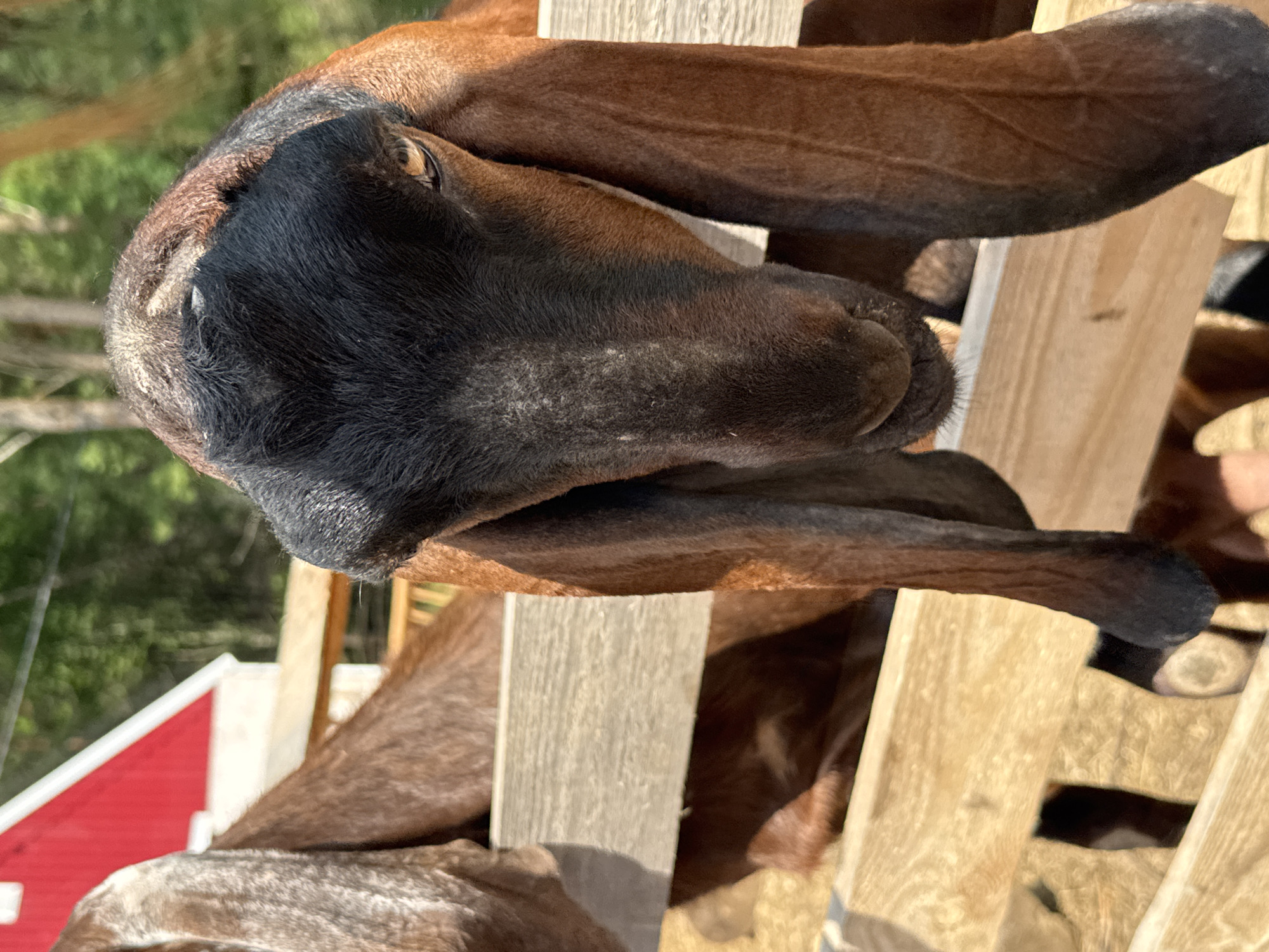 This image shows a close-up of a brown and black goat's face, with its long ears hanging down. The goat is behind a wooden fence. In the background, a red building with a white roof is visible, along with green trees and foliage, suggesting an outdoor, rural setting. The image does not contain enough visual information to determine its specific location within the city of Golyanovo, Russia.