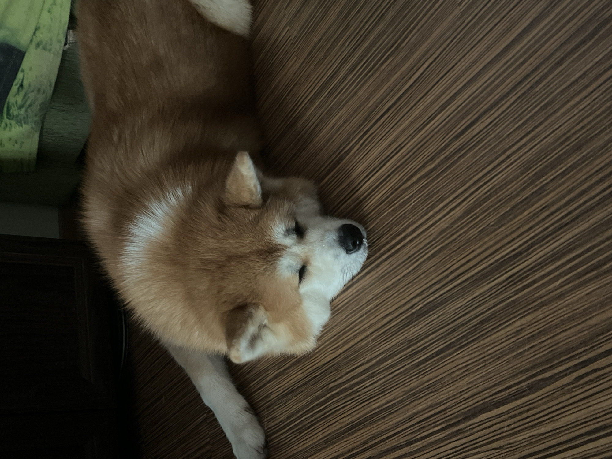 An Akita dog is sleeping on a wooden floor. The dog is light brown and white with its head resting on its paws, eyes closed. The floor is made of dark brown wooden planks with a visible grain pattern. In the background, to the left, a dark wooden cabinet is partially visible. To the right, a green object, possibly a blanket or piece of furniture, is present. The lighting in the image is dim, creating shadows. This scene is in an indoor setting, likely a residential apartment in Minsk, Belarus.