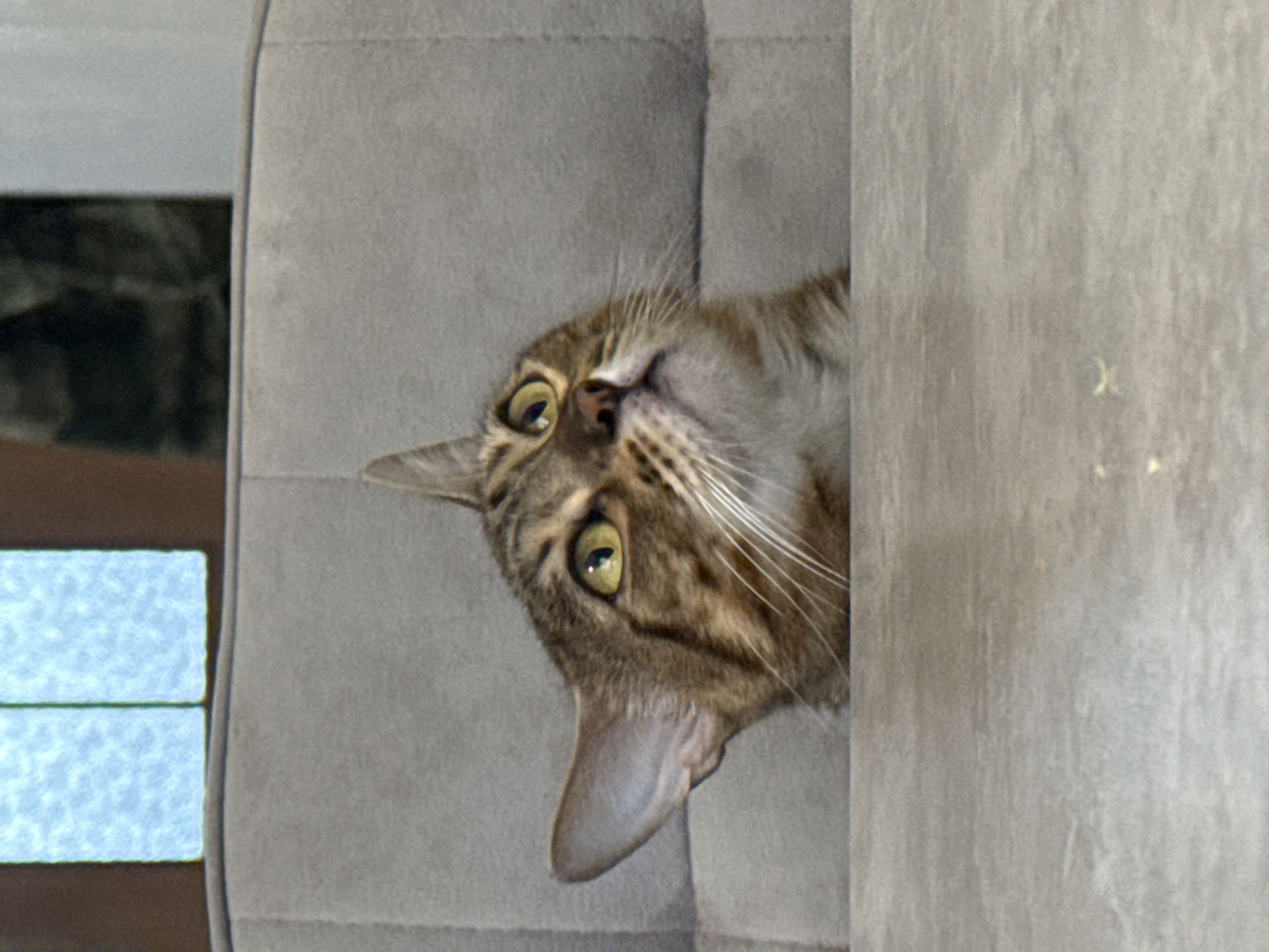 A tabby cat is positioned between two gray cushions of a couch, peering with its head tilted to the left. The cat has green eyes, tan and brown fur, and long white whiskers. A window, partially visible, is situated to the left of the cat. This image does not provide evidence that it was taken in Chaikovsky, Russia.