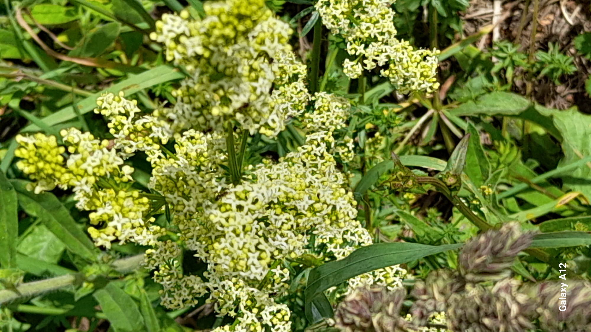 A close-up, eye-level shot captures a cluster of small, pale yellow and white flowers with delicate petals, possibly sweet alyssum, blooming amongst lush green foliage. Some of the flowers have tiny green centers. The background consists of blurred green leaves and stems, suggesting a garden or natural outdoor setting. One of the leaves has a rough, textured appearance. In the bottom left corner, a portion of a fuzzy, purplish-brown seed head is visible, and the text "Galaxy A12" is subtly overlaid on the lower left. The scene is illuminated by natural light, casting soft shadows and highlighting the textures of the plants. The location is specified as Марковский, Russia.