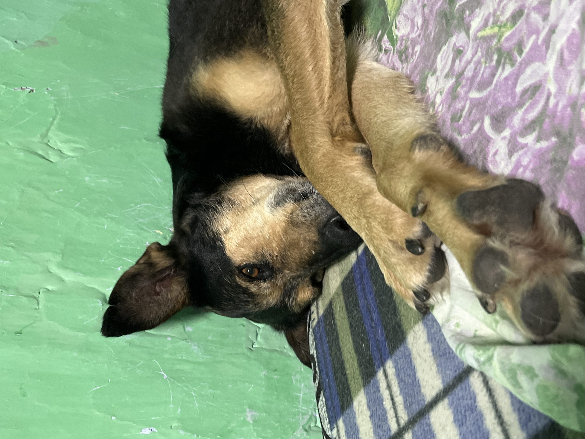 A brown and black dog lies on a bed covered with a blanket of blue and green stripes and a flowered pillow in a room with a green floor.