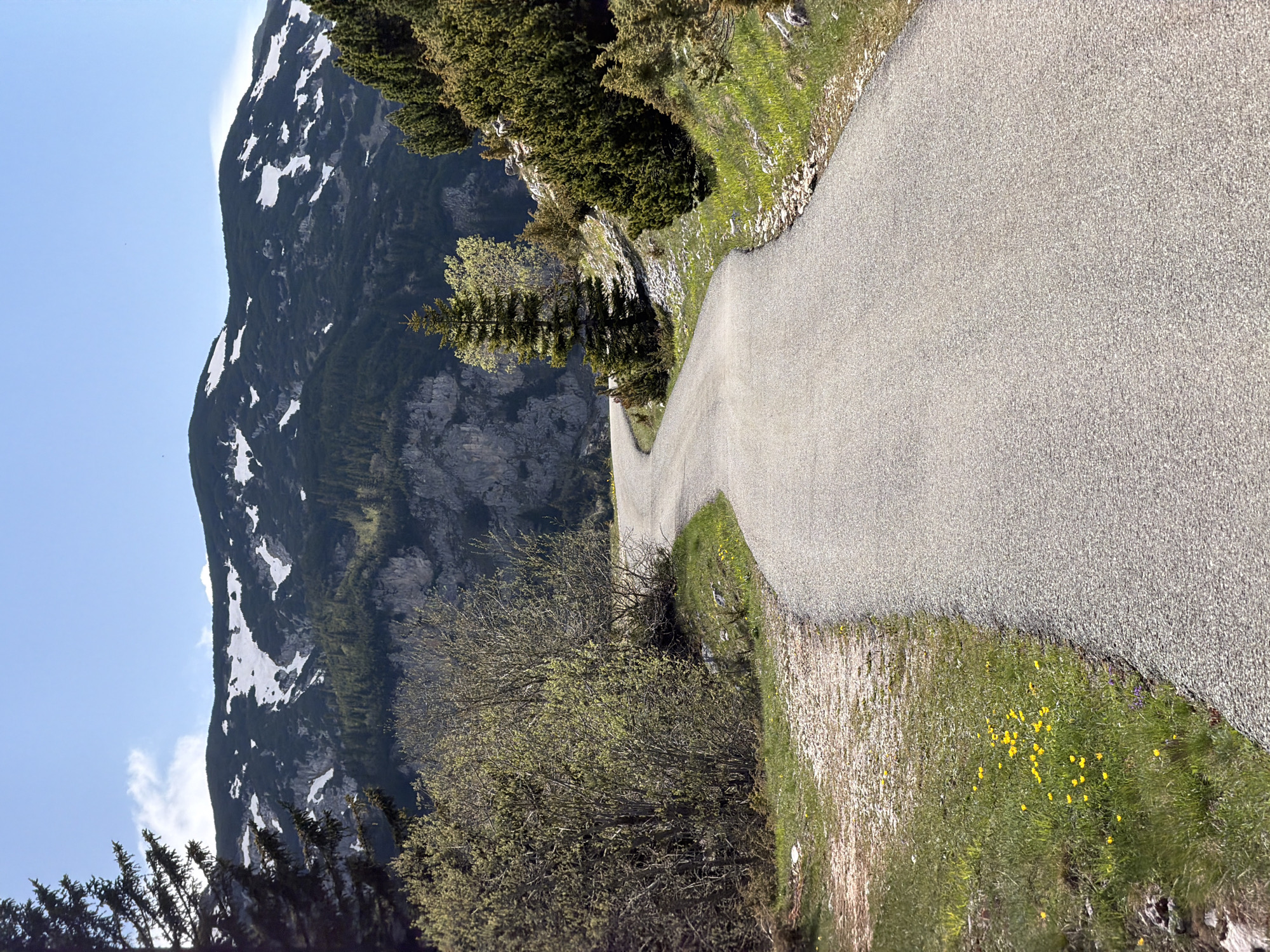 The image presents a winding asphalt road adjacent to a steep mountainside. The mountainside features rocky cliffs, evergreen trees, and patches of snow. A variety of green vegetation, including grass and small yellow flowers, line the roadside. The sky is visible above the mountain. Based on the location provided, the landscape is characteristic of the mountainous region around Bosača, Montenegro. There are no visible people, subjects, objects, actions, or interactions.