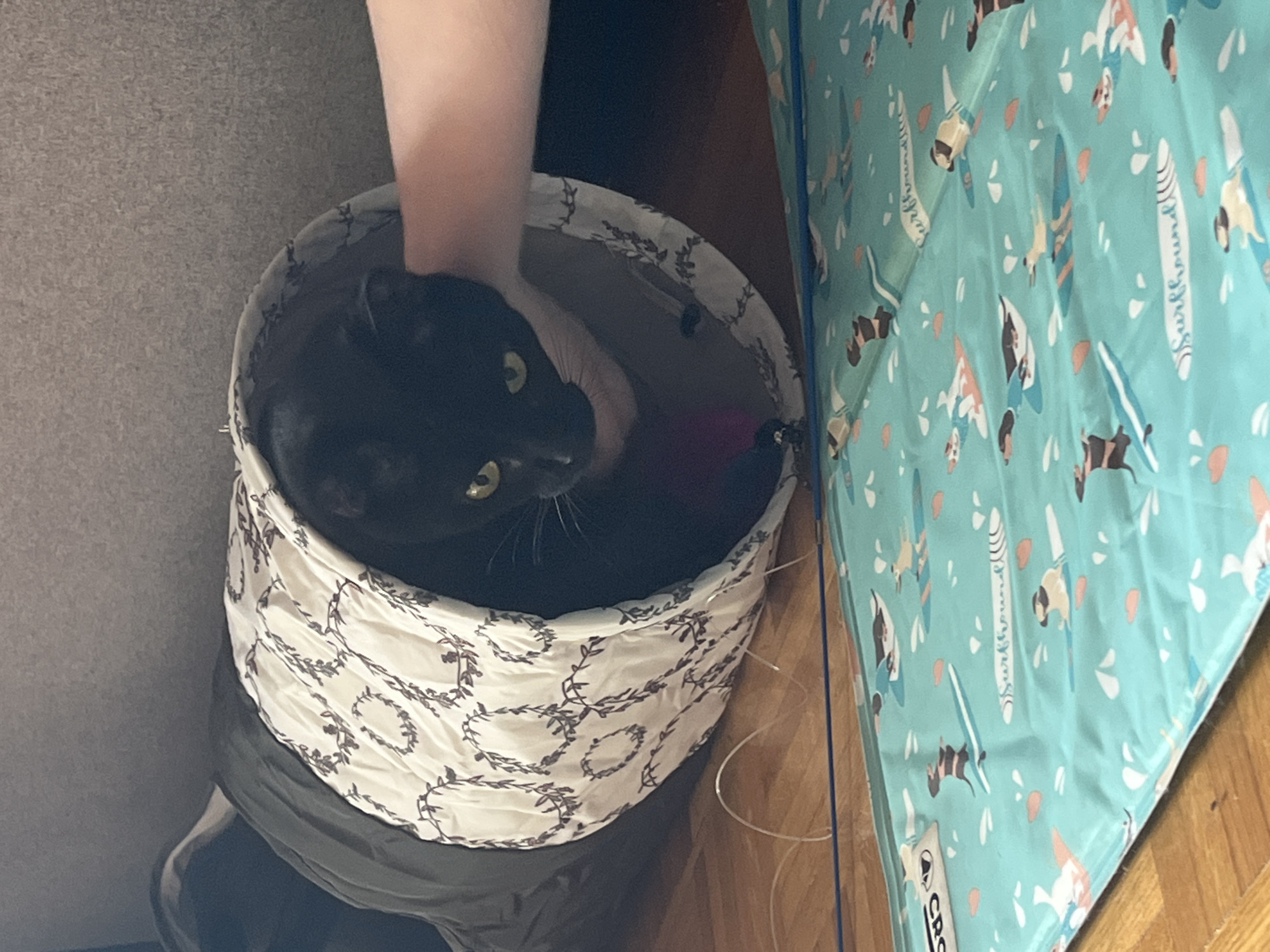 A black cat with green eyes is nestled inside a fabric tunnel with a white and brown leaf pattern. A human hand is reaching into the tunnel and touching the cat's head. The tunnel is situated on a wooden floor, next to a blue mat adorned with a pattern of dogs surfing. The scene appears to be indoors, possibly in a home environment. No specific location in L'Haÿ-les-Roses, France, can be identified from the image.