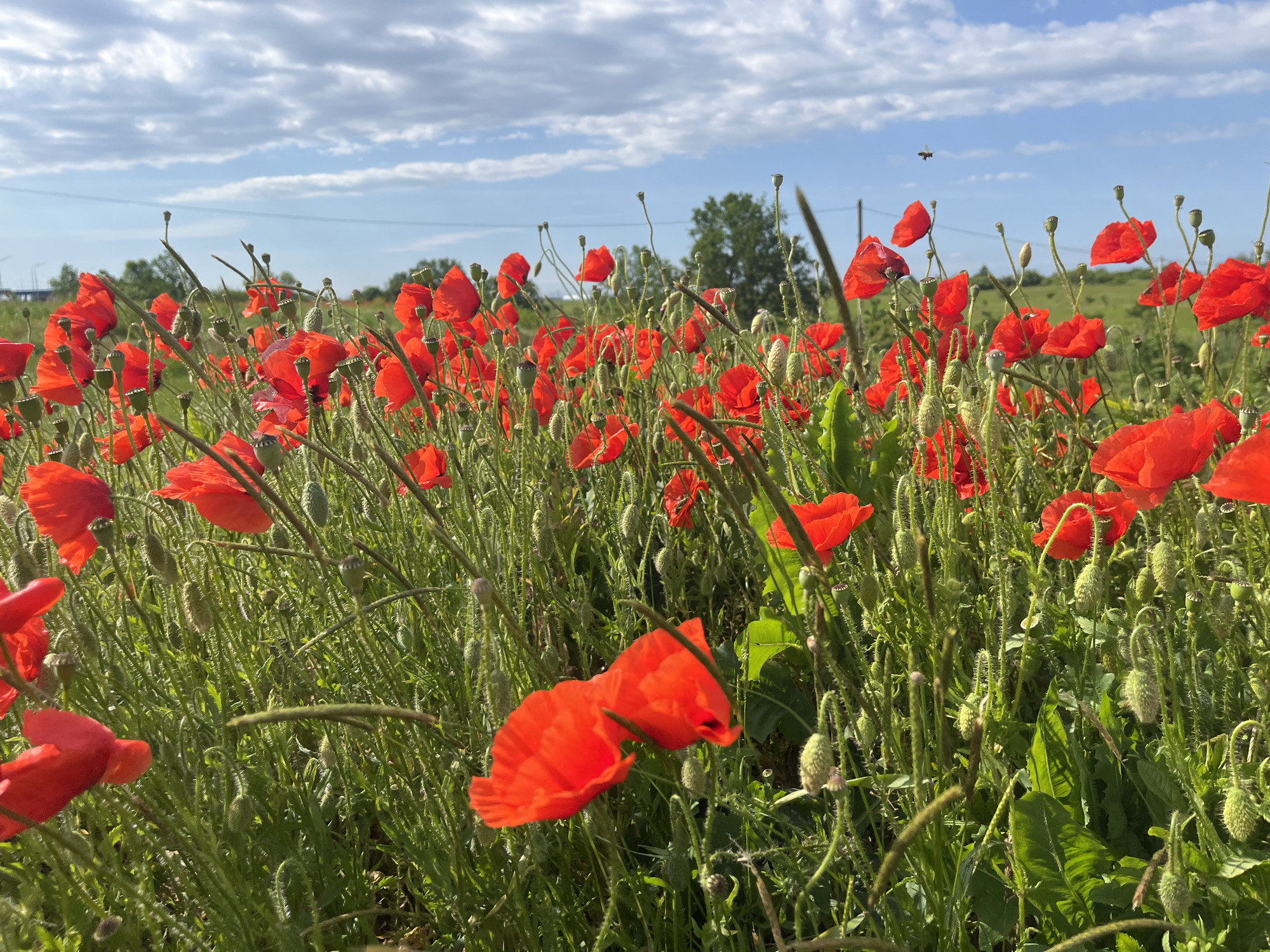 A field of red poppies in Chetuk, Russia, under a partly cloudy sky. The poppies are interspersed with green foliage. In the background, a tree and some electrical wires are visible. An insect is flying in the sky.