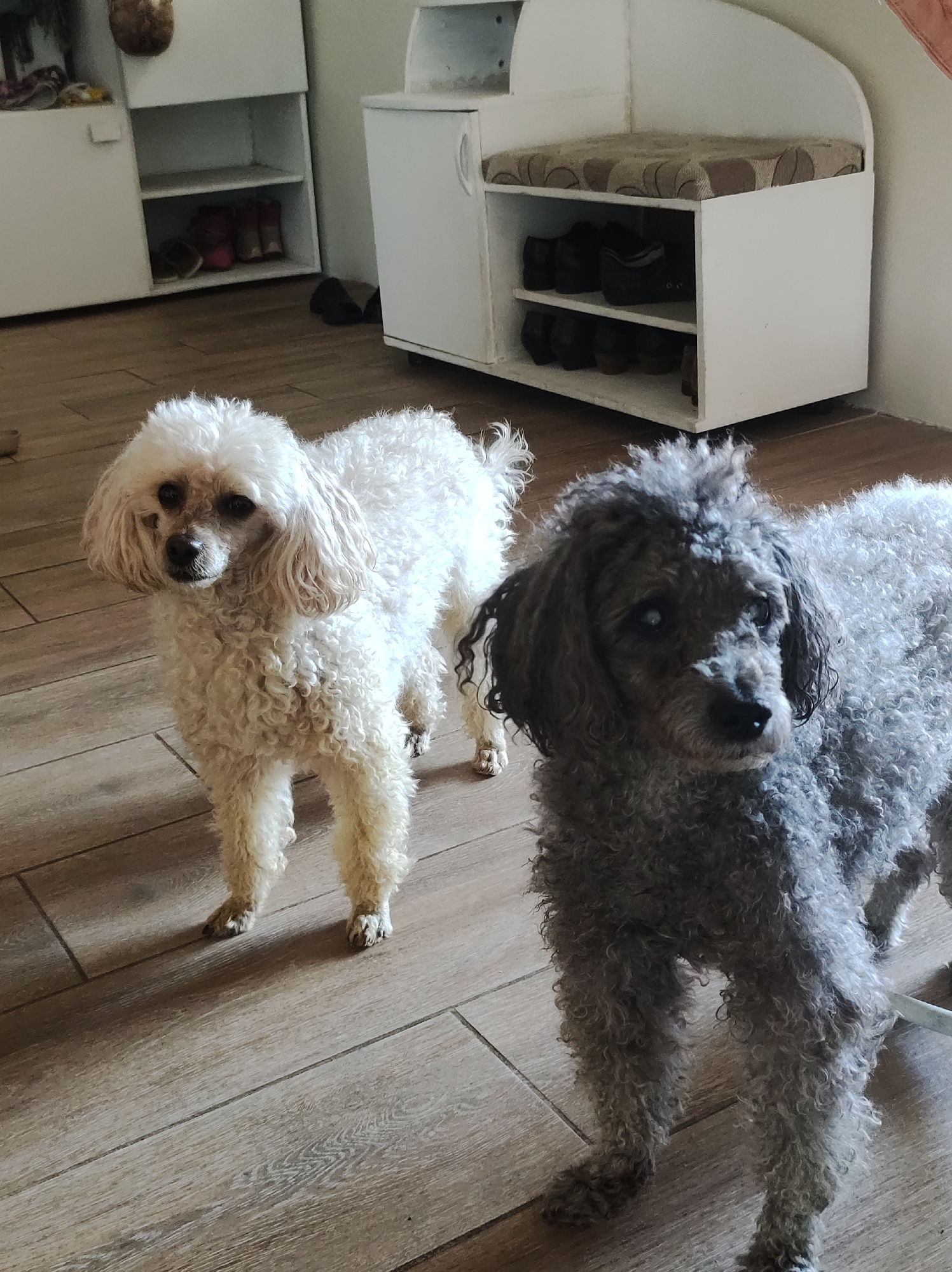 Two poodles stand on a light-colored wooden floor in an indoor setting, likely a hallway or entryway. On the left is a white or cream-colored poodle with curly fur and floppy ears, looking directly towards the camera. There are some visible stains around its eyes. To the right, and slightly closer to the viewer, is a grey poodle, also with curly fur, its body partially cropped out of the frame on the right side. Its eyes appear somewhat cloudy or pale. Both dogs are standing attentively.
In the background, two white furniture units are visible. The unit on the far left has multiple shelves, displaying a pair of red boots and some dark slippers. The unit on the right is a low bench with a patterned cushion in shades of brown and cream, and shelves beneath filled with dark shoes. The floor is composed of rectangular, light-colored wooden or wood-look tiles. The room is well-lit, with no obvious sources of light visible. No text is visible in the image.